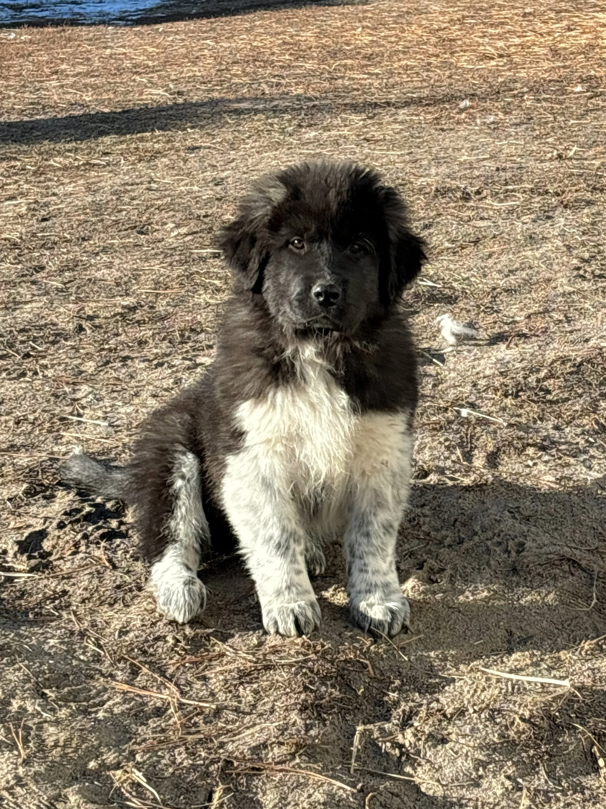 A fluffy black and white puppy sitting on dirt outdoors.