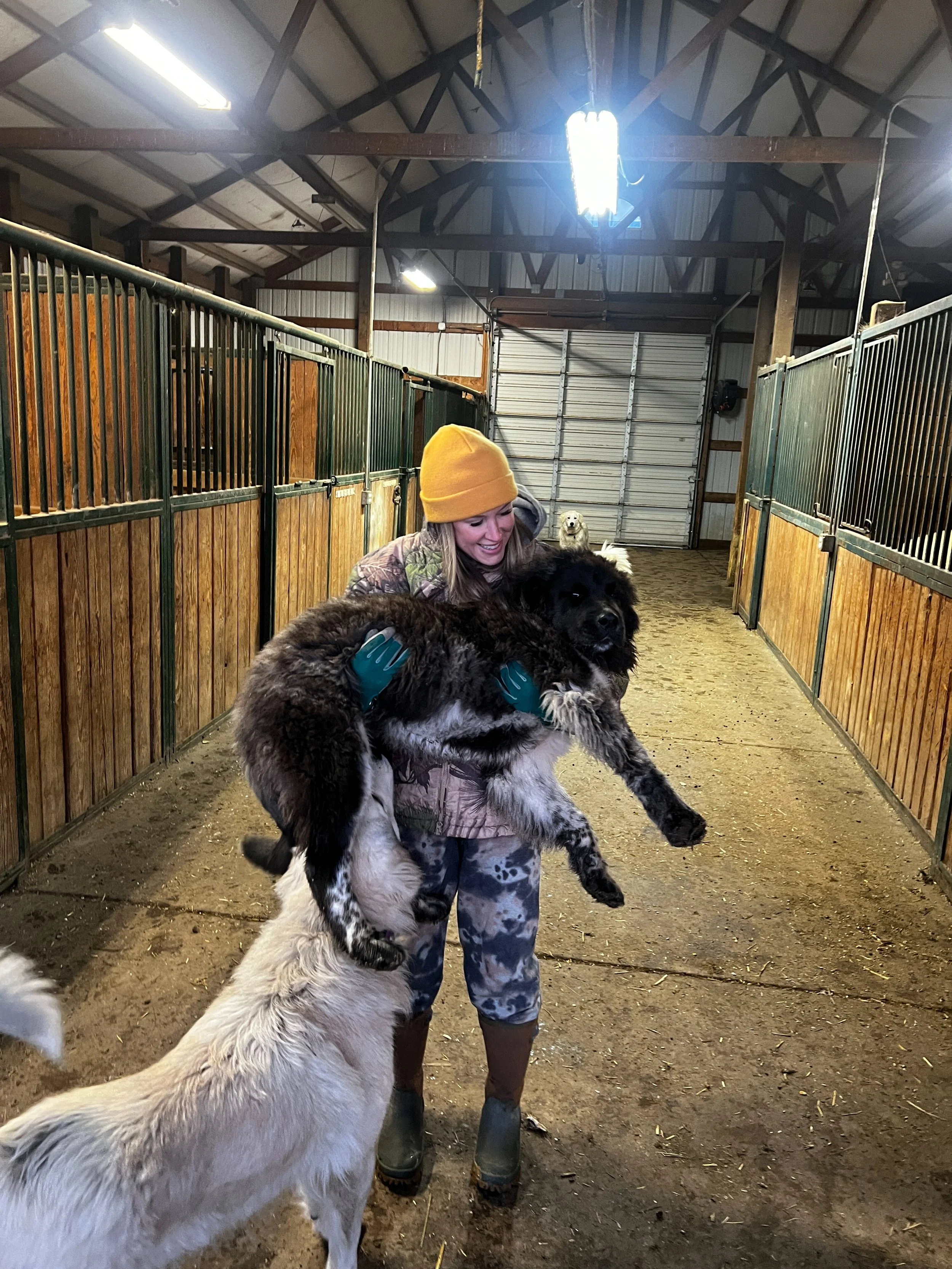 A woman holding a large black and white dog inside a kennel barn, with two other dogs visible in the background.