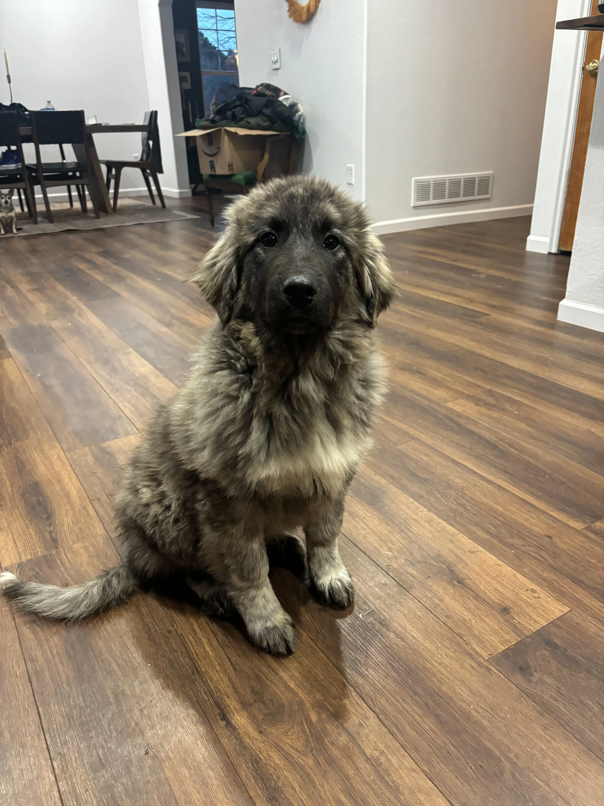 A fluffy gray and black puppy sitting on a wooden floor inside a home.