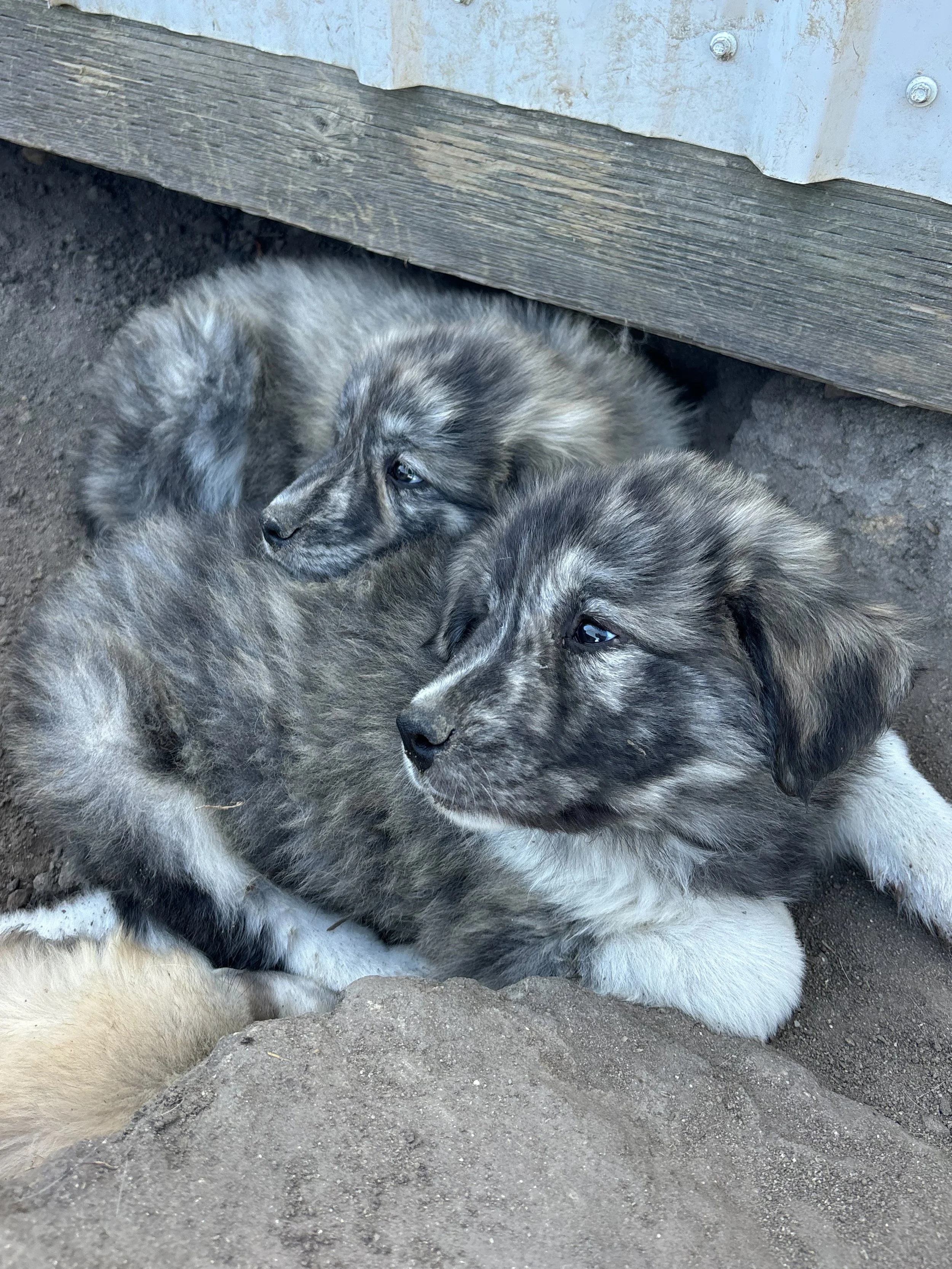 Two adorable Australian Shepherd puppies with merle coats lying on the dirt ground near a wooden structure.