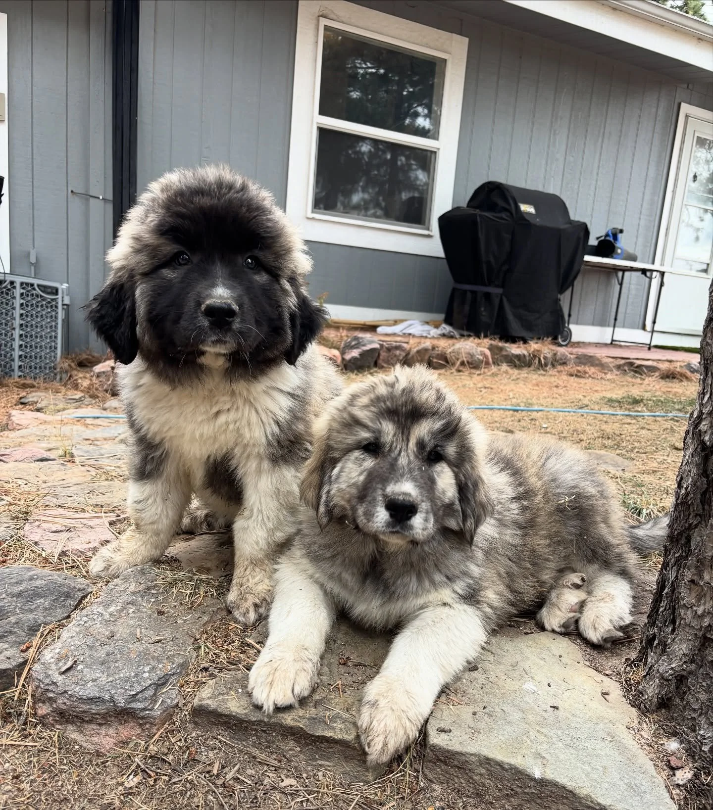 Ozzy & Slash - (Nyx/Ghost)