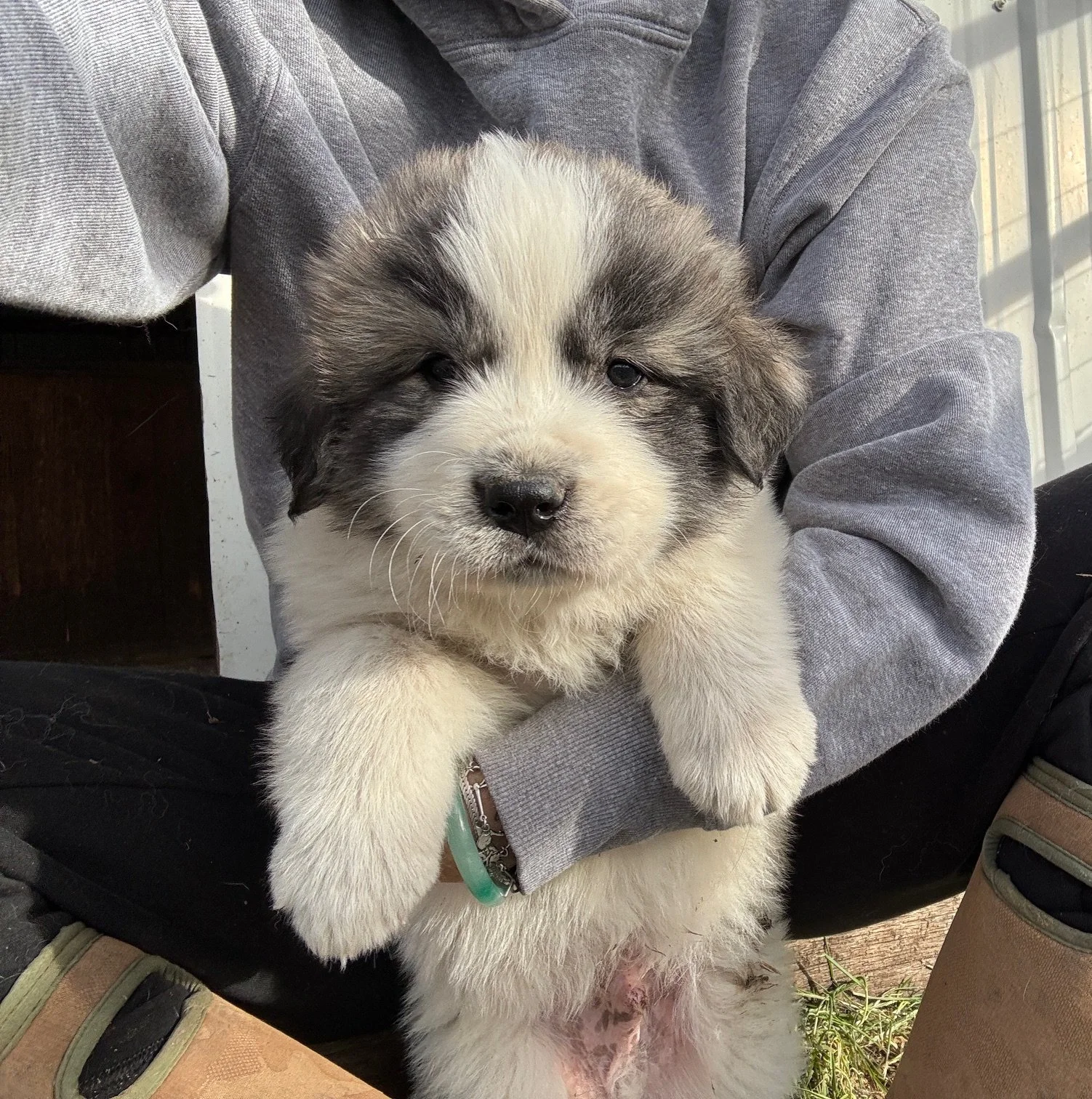 Falcon- (Raven/Ghost)