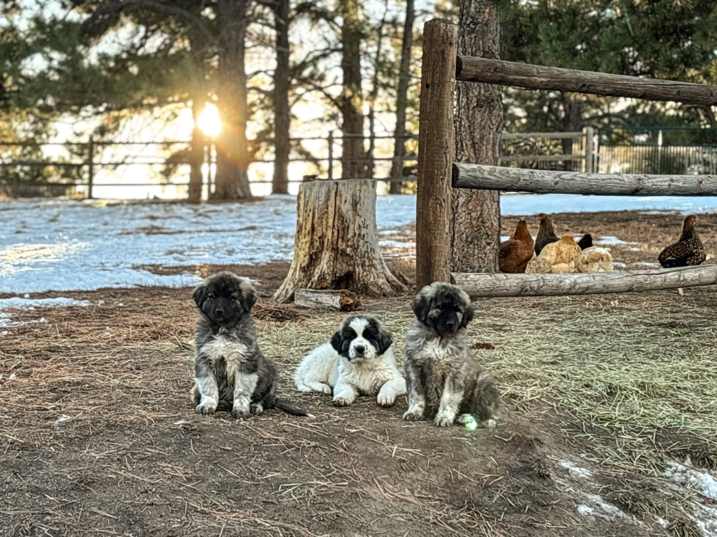 Three puppies sitting on dirt ground outdoors with chickens resting on a wooden fence behind them, with a setting sun and trees in the background.