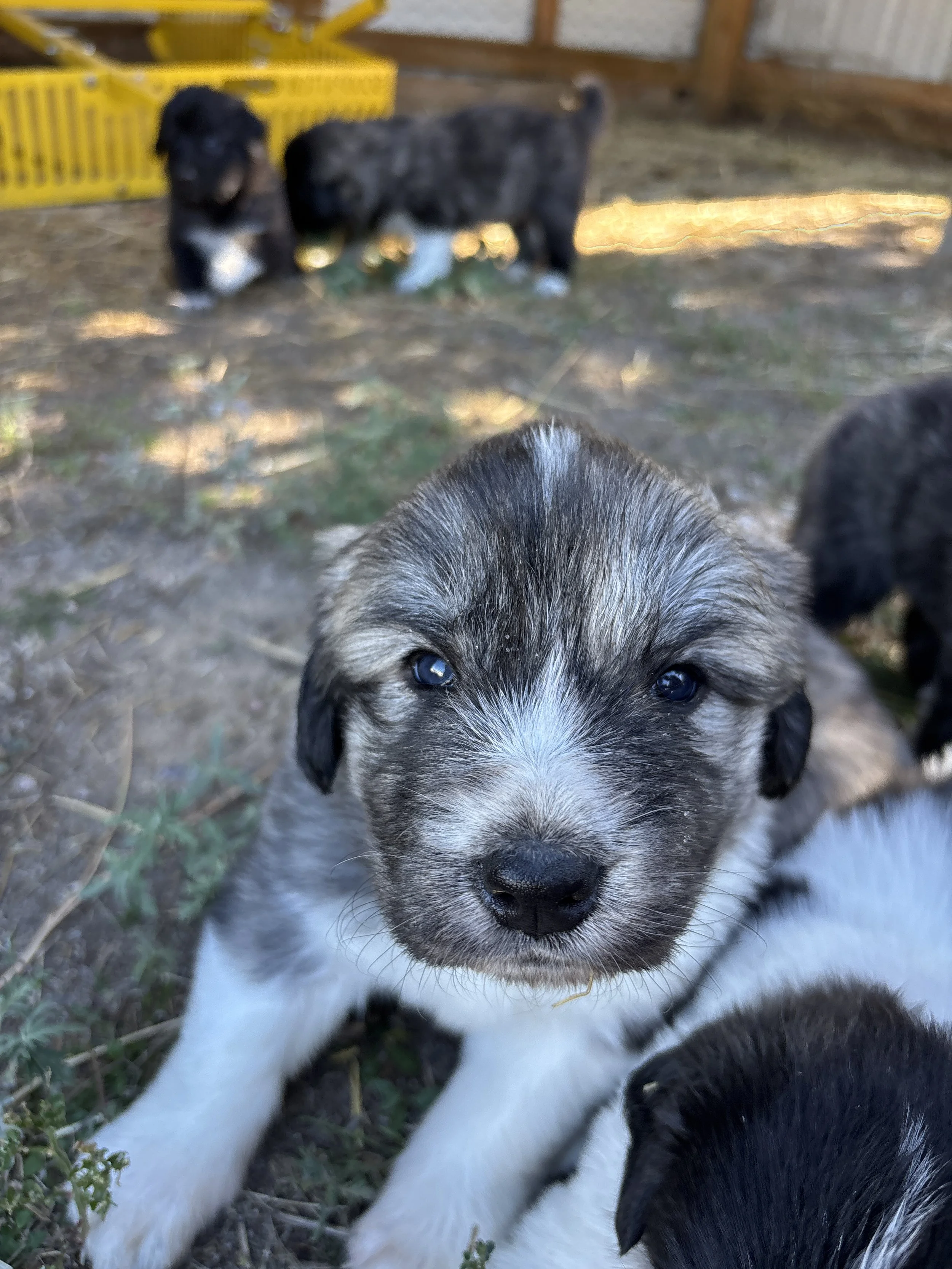 Slash- (Nyx & Ghost)