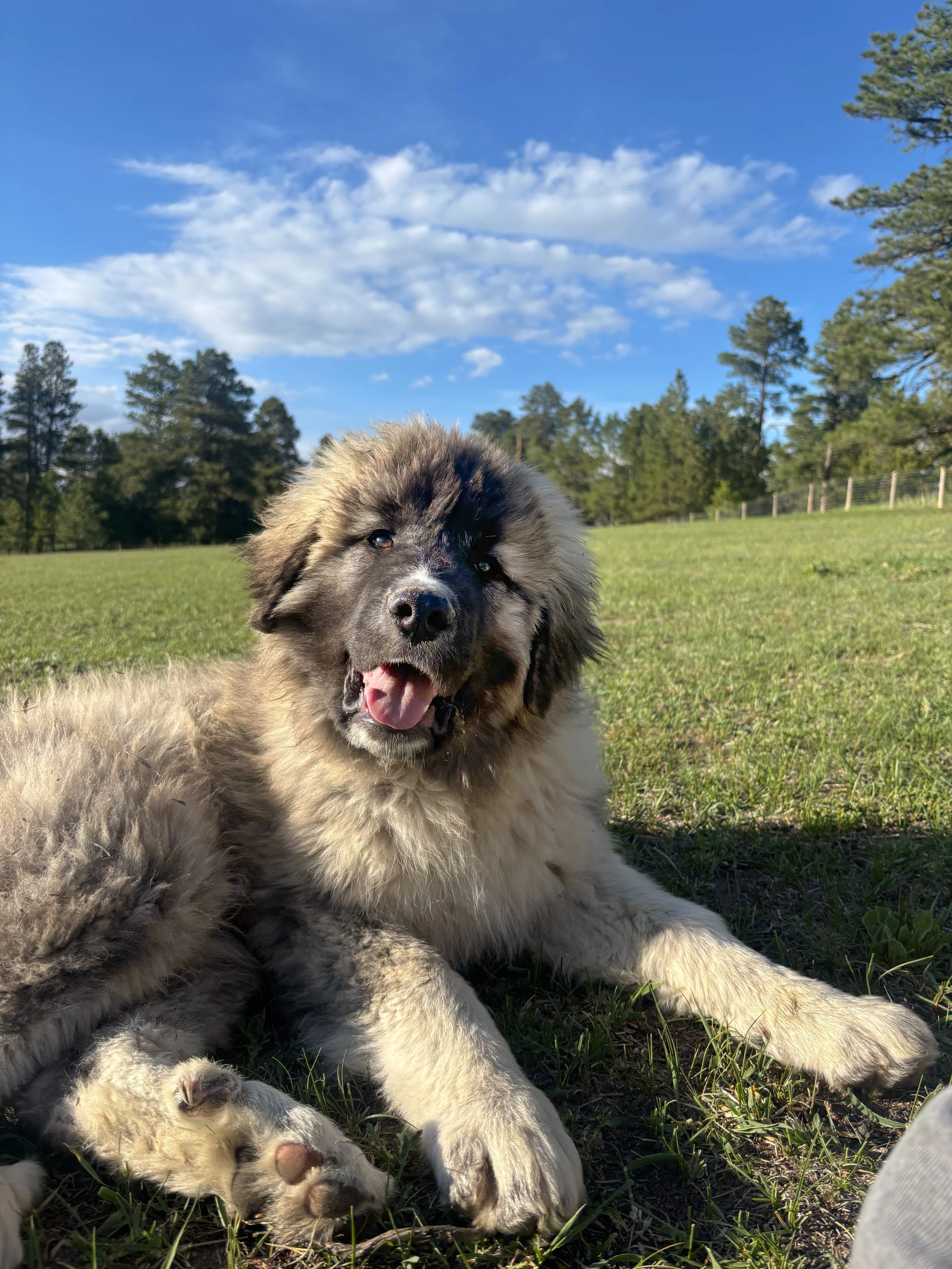 A fluffy puppy lying on grass in a park, with trees and a blue sky with clouds in the background.