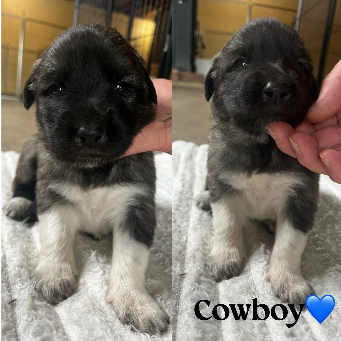 Cowboy- (Lyria/Kane)