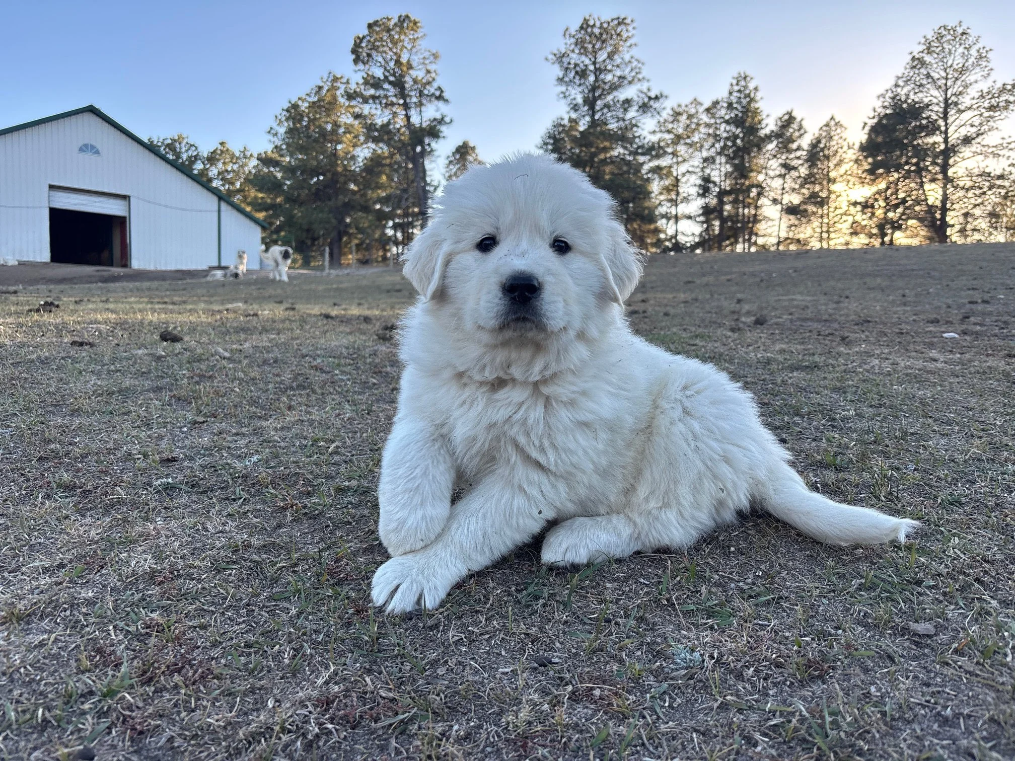 Hawk - (Raven/Ghost)