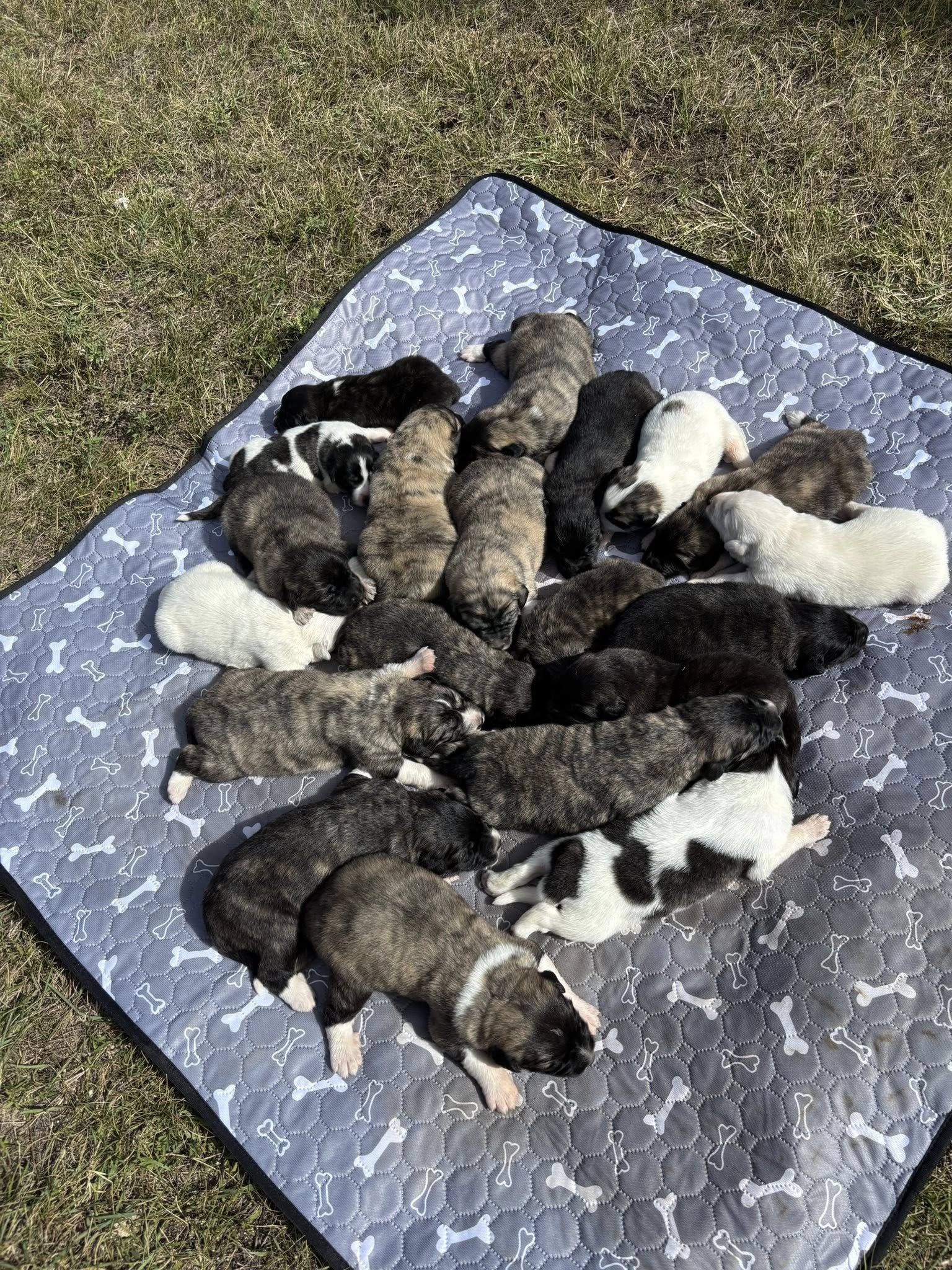 Raven, Nyx and Lyria puppies!