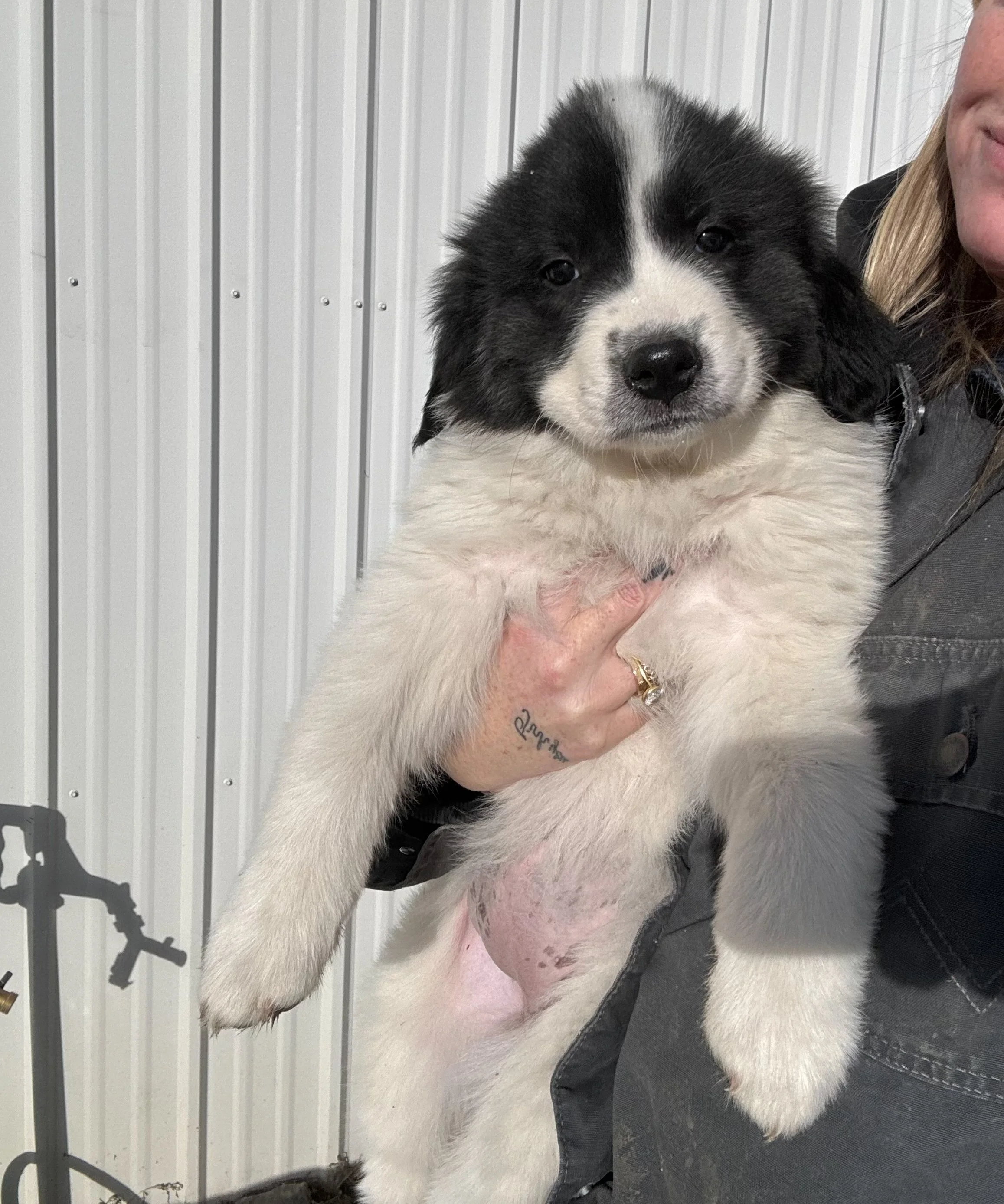 A person holding a large fluffy black and white puppy in front of a metallic wall.