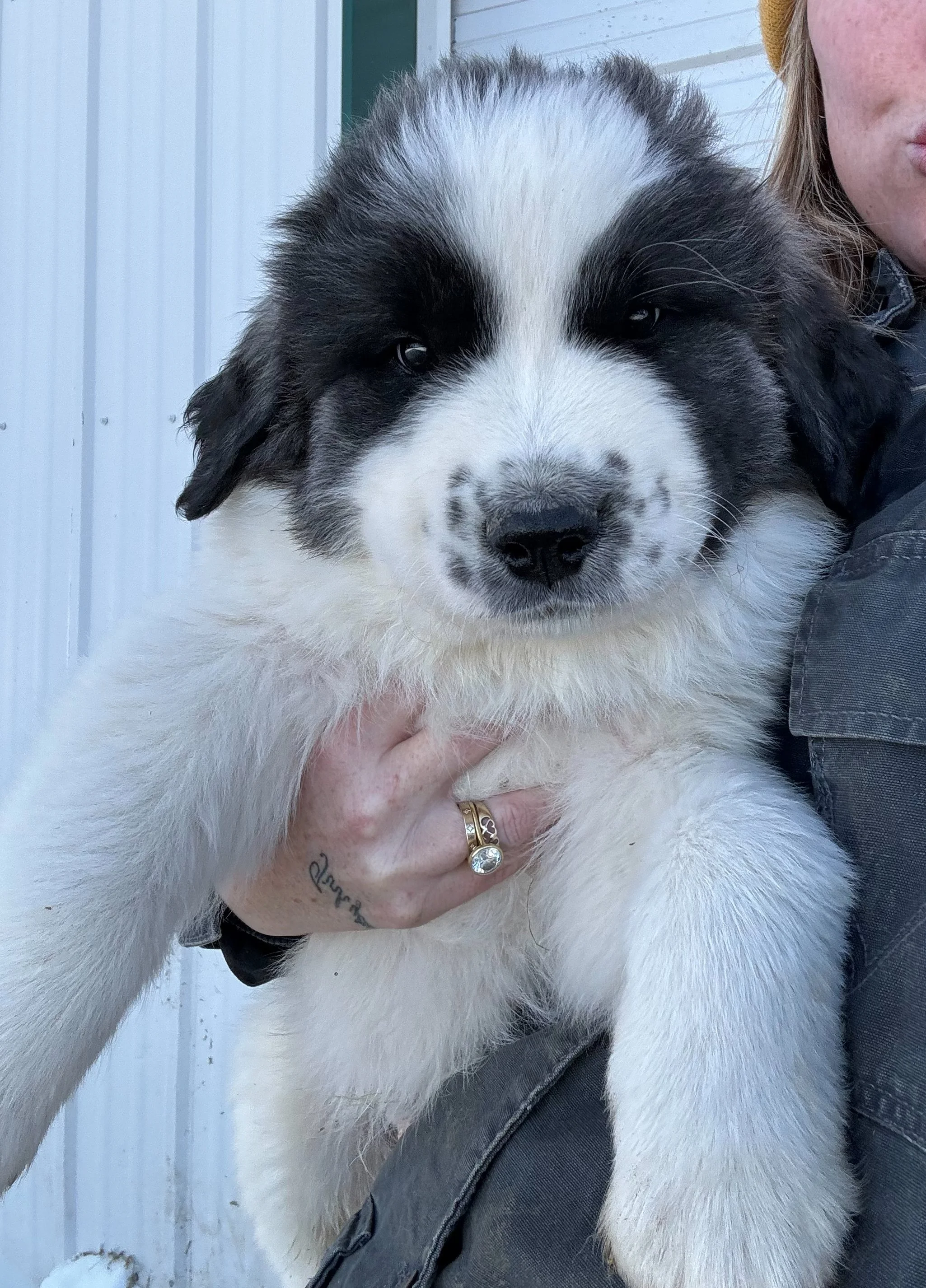 A fluffy black and white puppy with a distinct black patch over one eye being held by a person with a tattooed hand and a diamond ring, standing outside in front of a white wall.