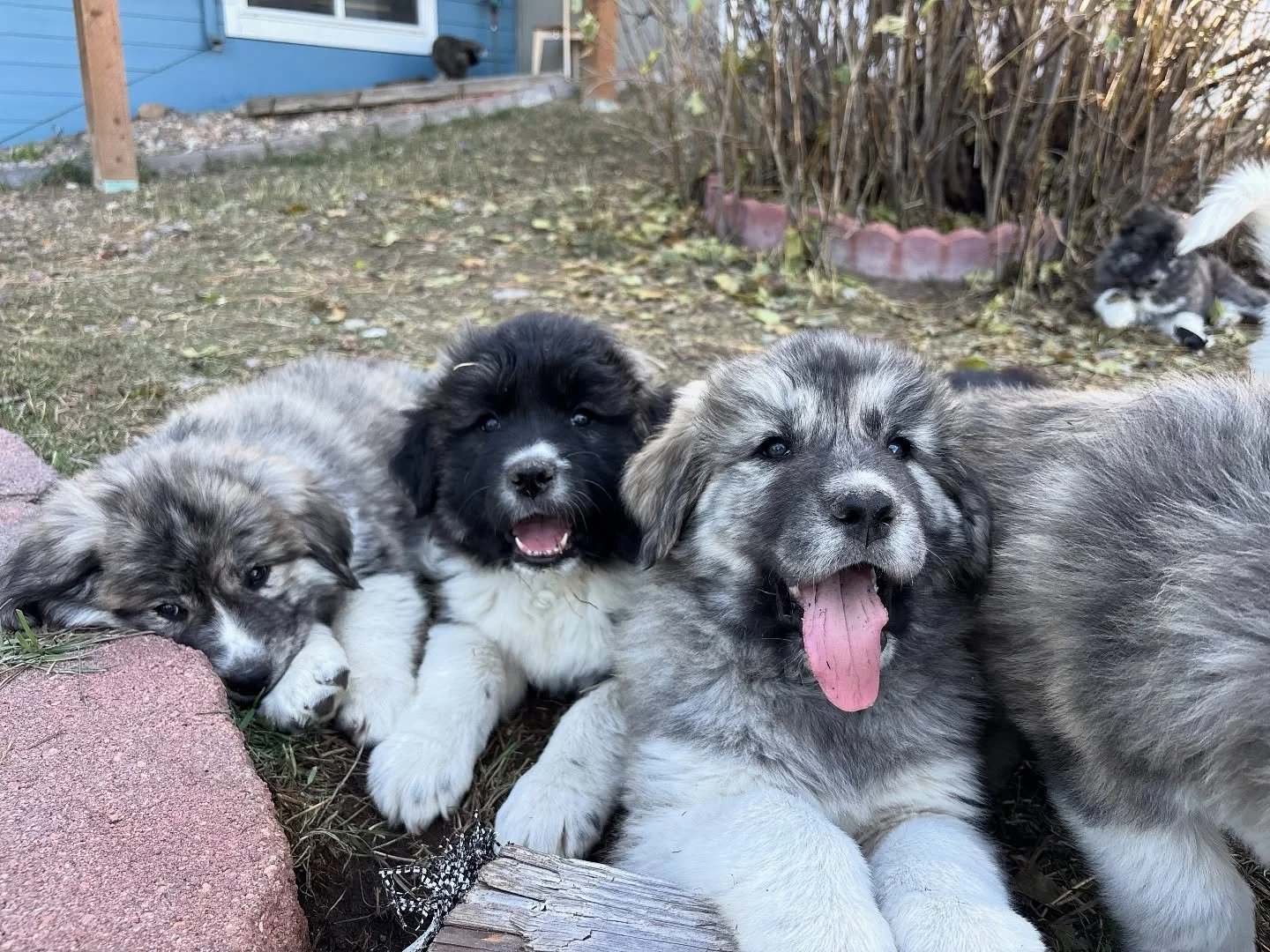 Echo, Lux, Slash- (Nyx/Ghost)