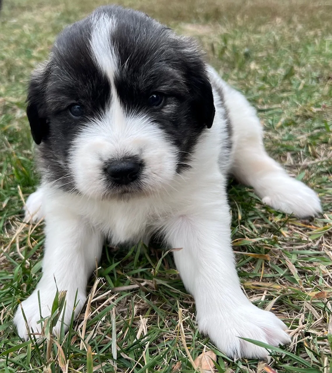 Birdie- (Raven & Ghost)