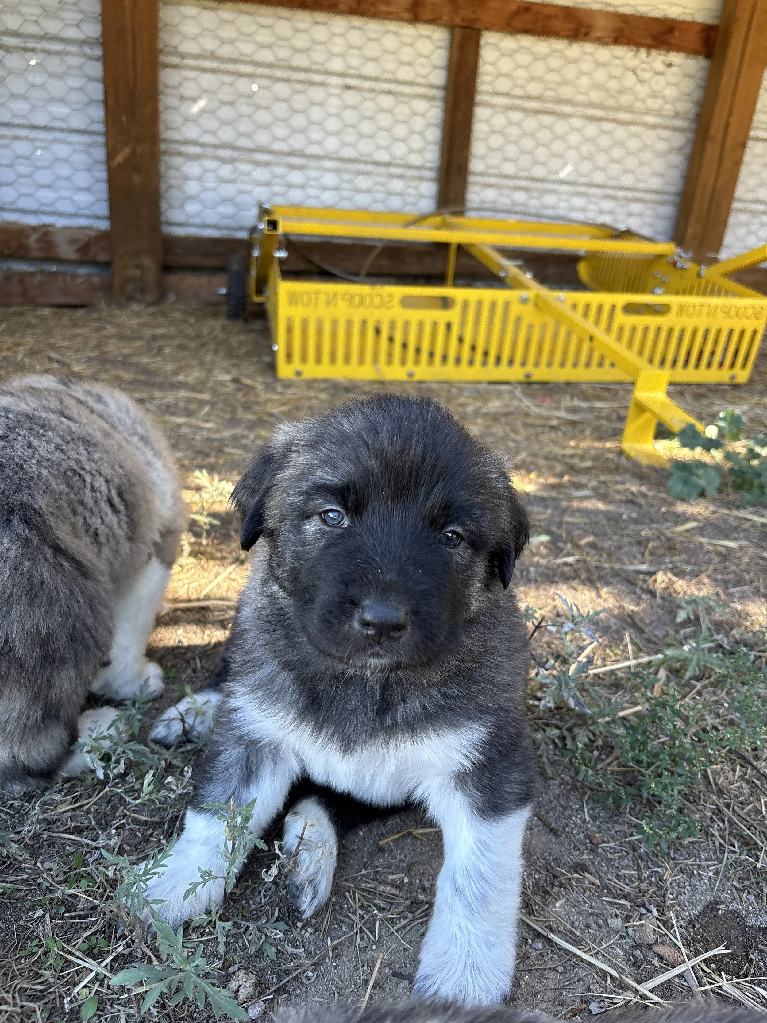 Willa- (Lyria & Kane)