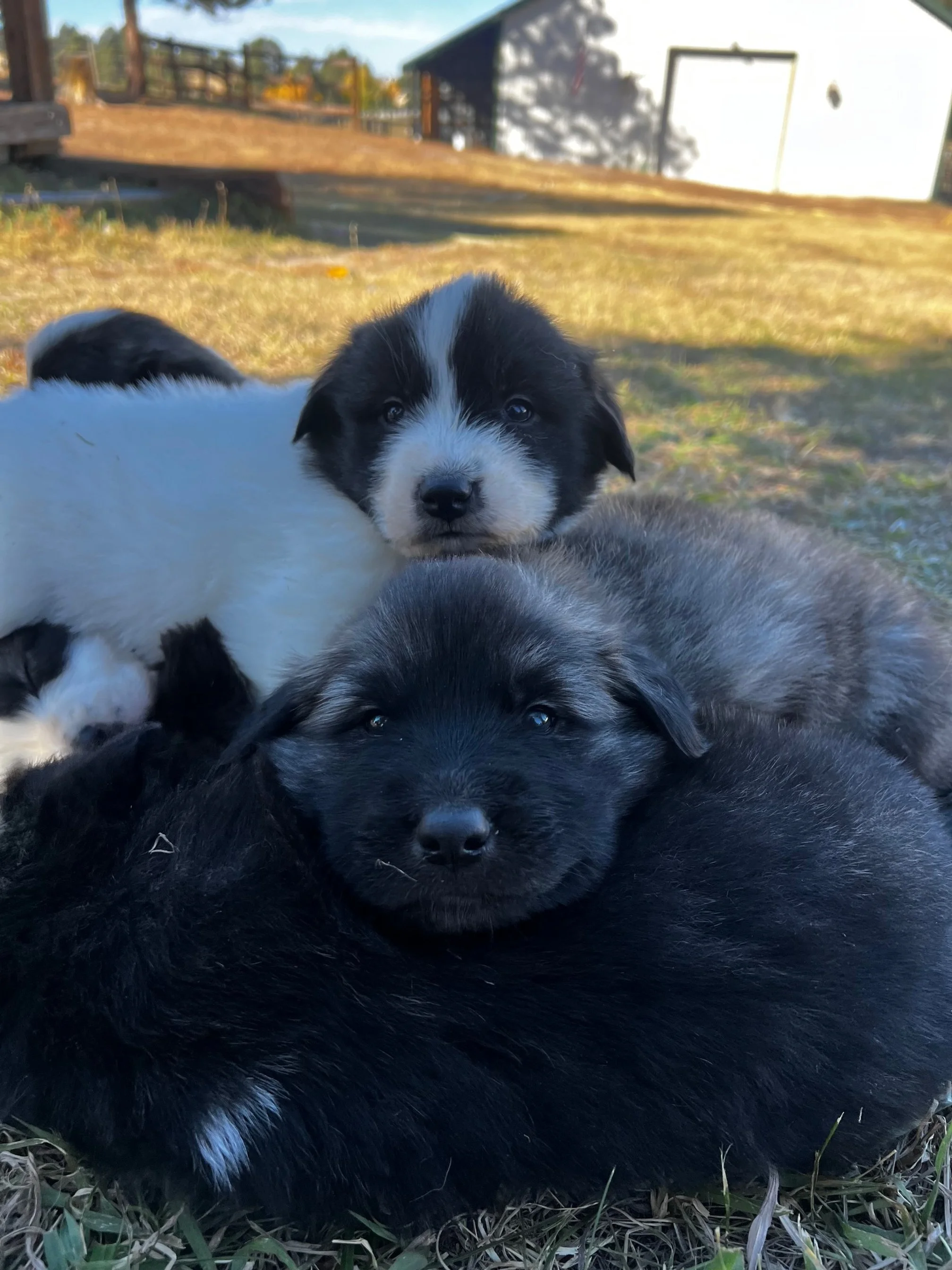Three adorable puppies lying on the grass outdoors, with one resting its head on another. The background shows a house and a clear sky.