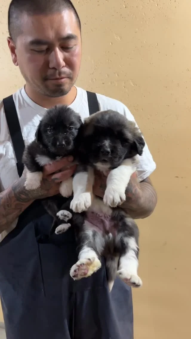 Dolly (Lyria/Kane), Ozzy (Nyx/Ghost)