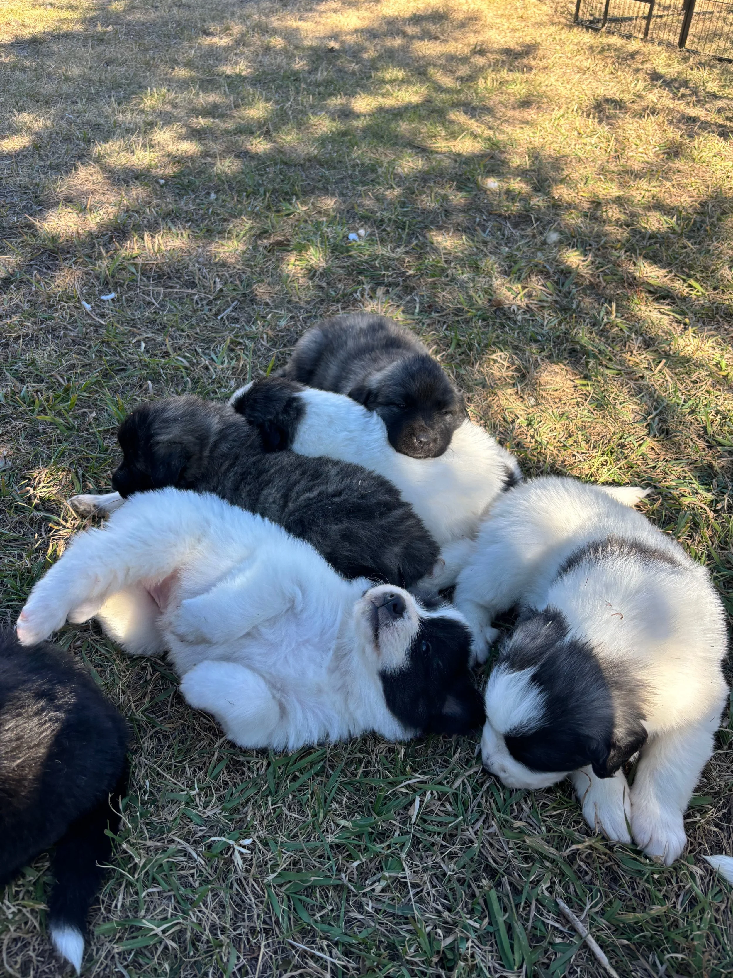 Six adorable puppies lying and cuddling together on the grass in a sunny outdoor setting.