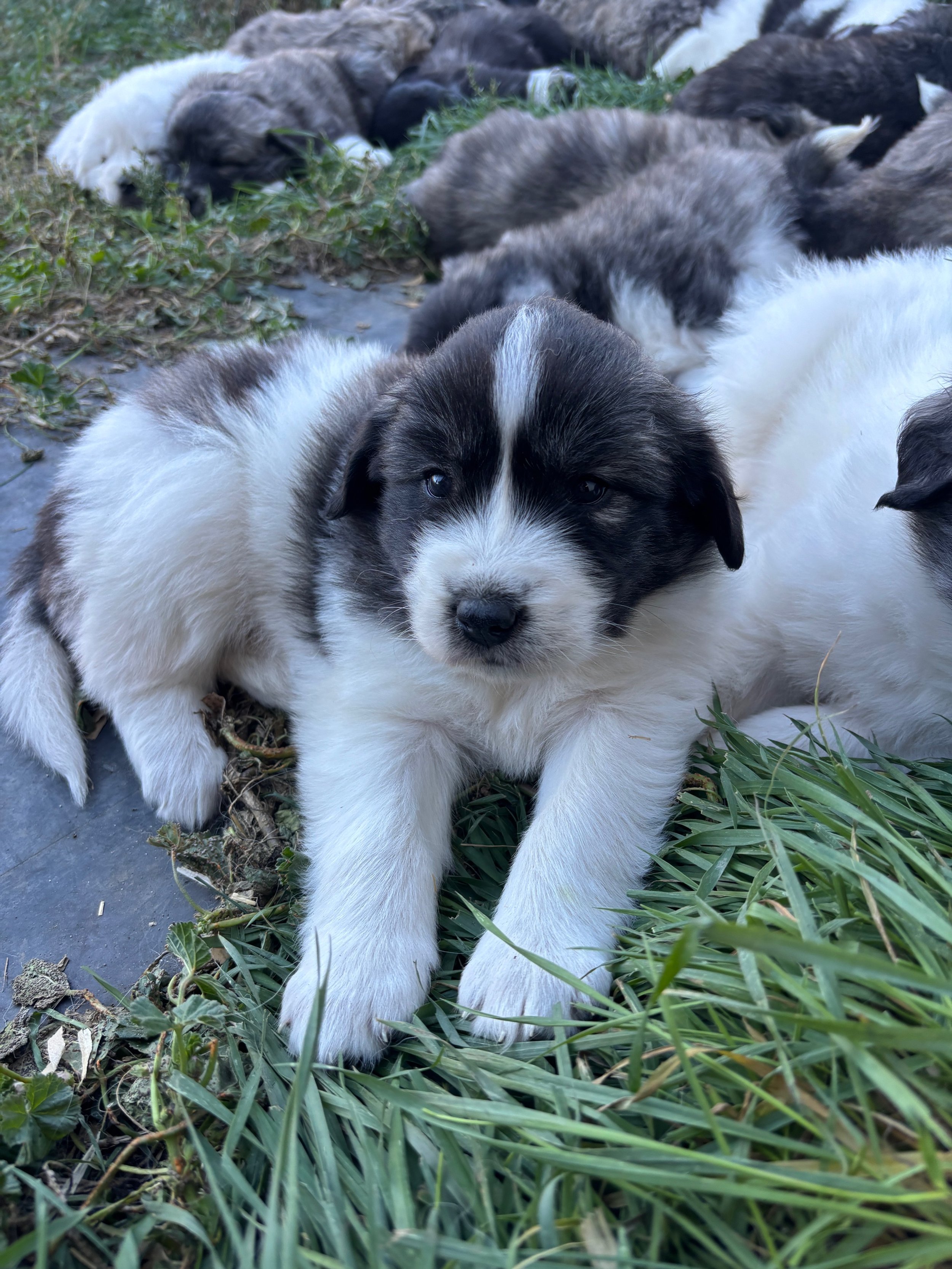 Birdie- (Raven/Ghost)