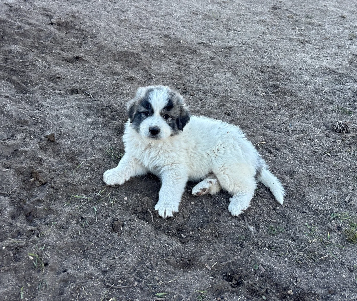 Falcon- (Raven/Ghost)