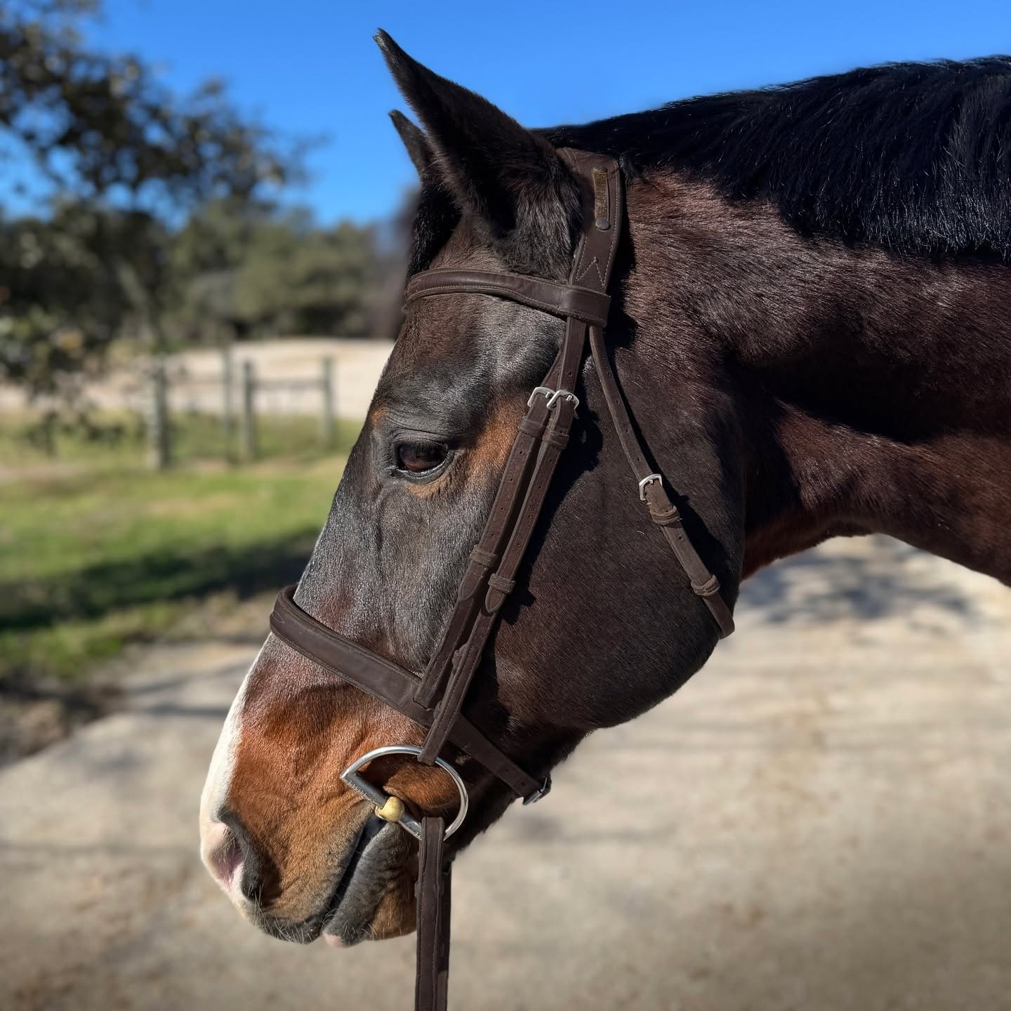 Who's a good boy??? My handsome new lease. ❤️ @beecaveridingcenter  #showjumping