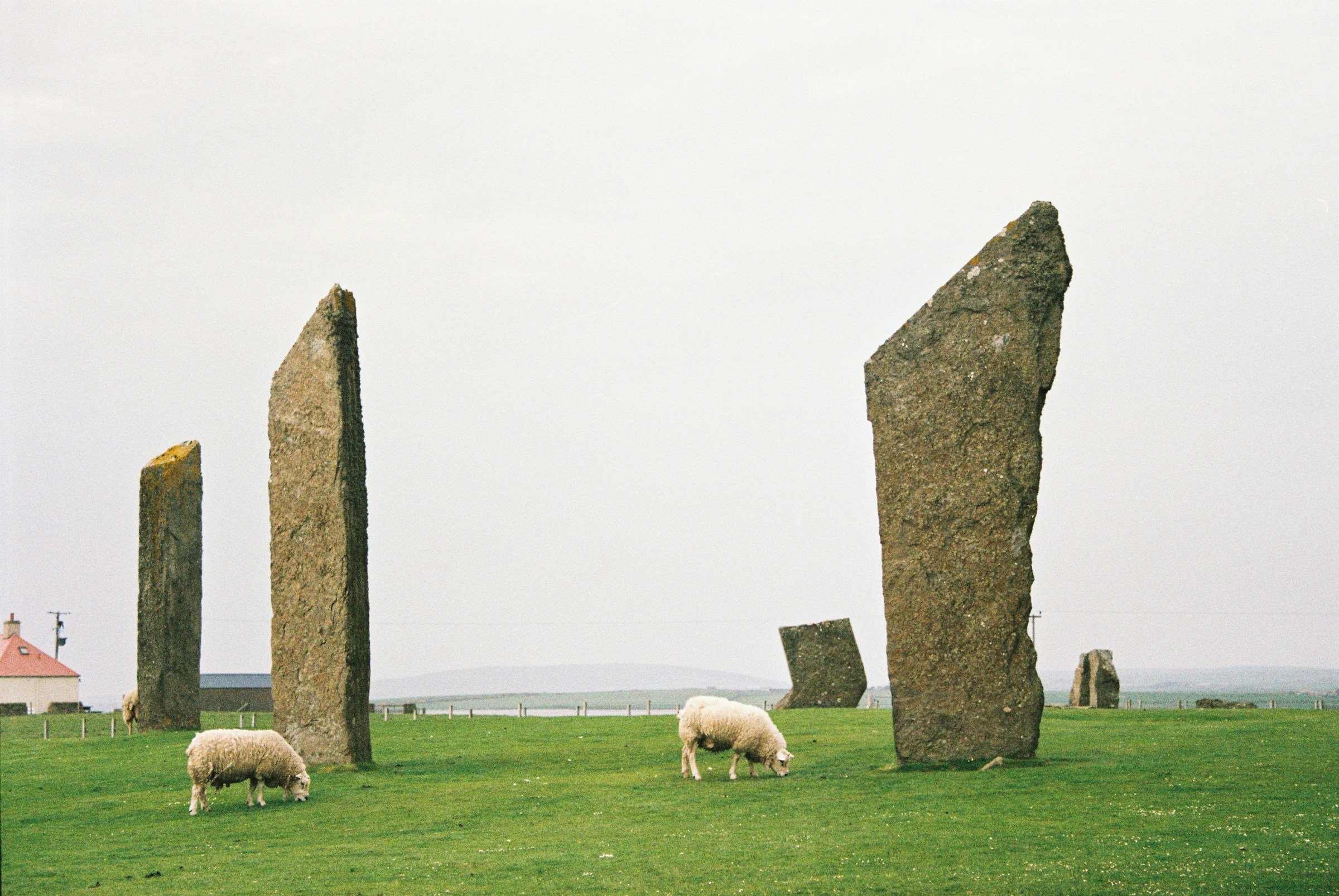 Standing Stones of Stenness in the Orkney Islands with sheep grazing among the ancient Neolithic stones.