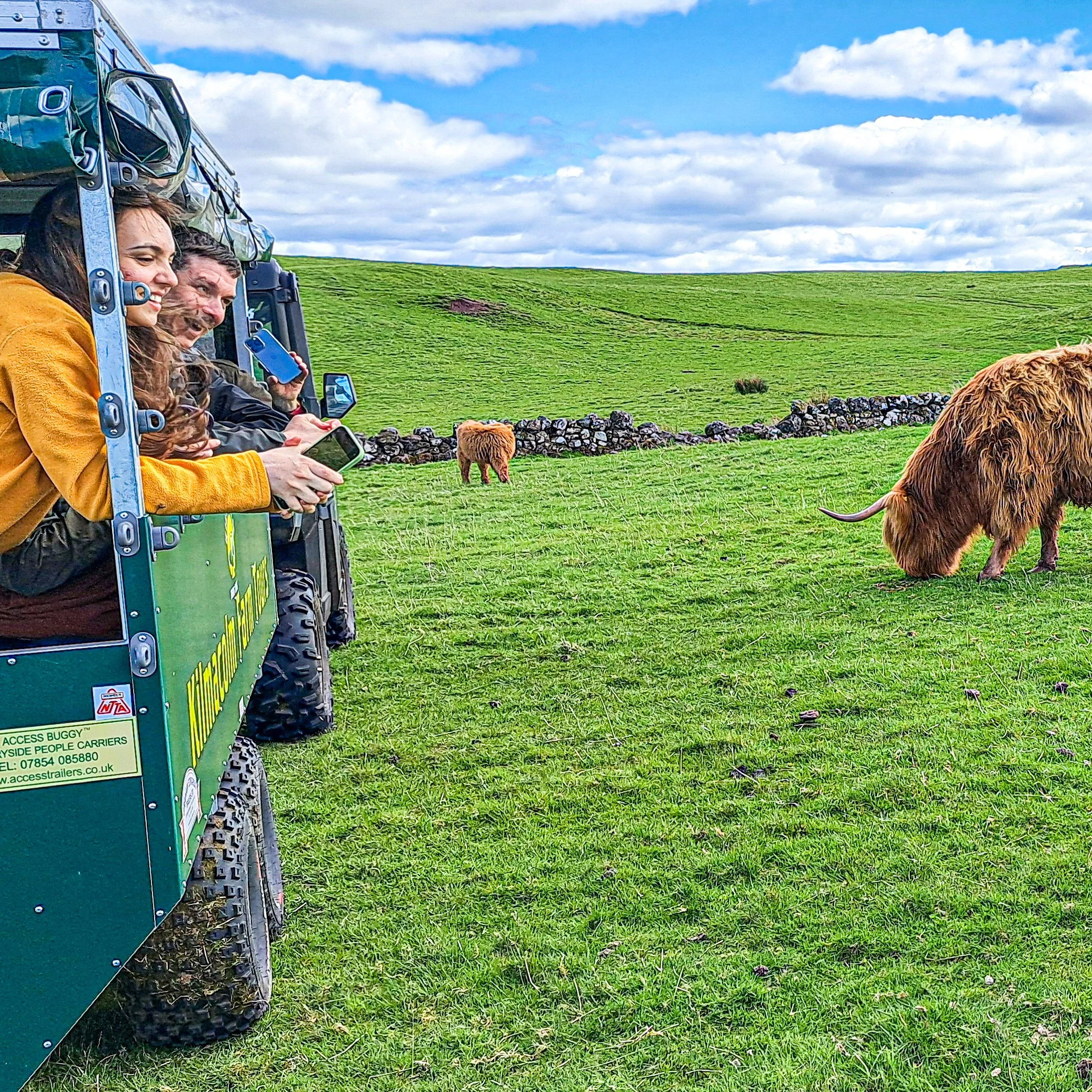 Guests photographing Highland cows from a farm trailer during a small group Highland cow farm tour from Greenock Cruise Terminal