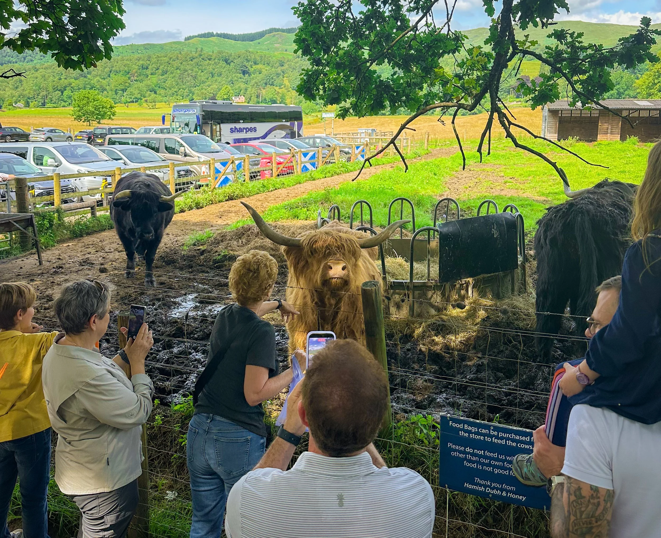 Visitors meeting and photographing Highland cows during a private Scottish shore excursion, with beautiful countryside and green hills in the background.
