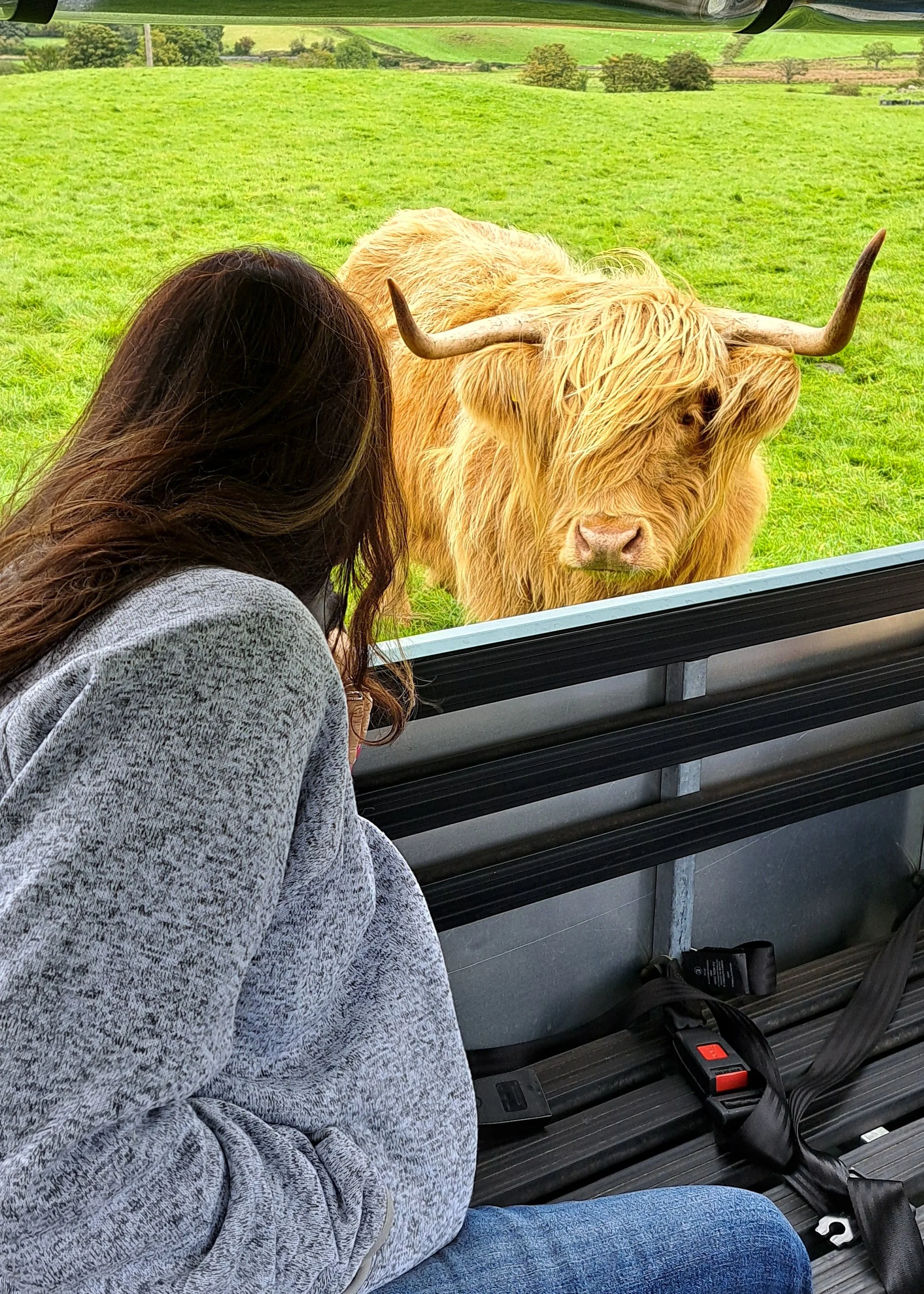 Guest meeting a Highland cow up close during a Highland cow farm tour near Greenock Cruise Terminal, Scotland