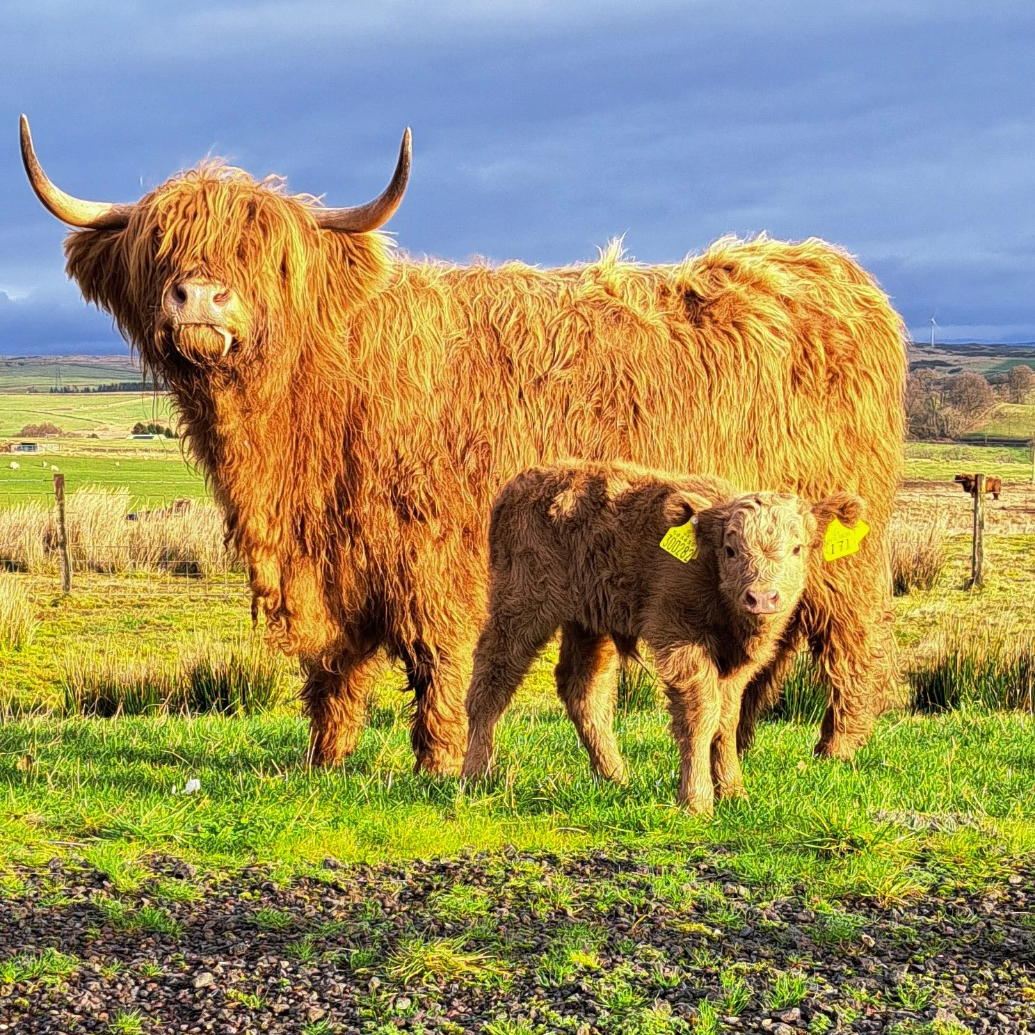 Highland cow and calf standing together on a working Scottish hill farm visited during a Highland cow farm tour from Greenock
