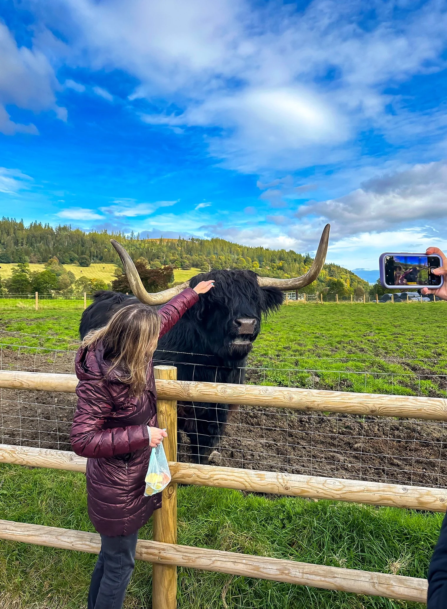 A woman petting a highland cow