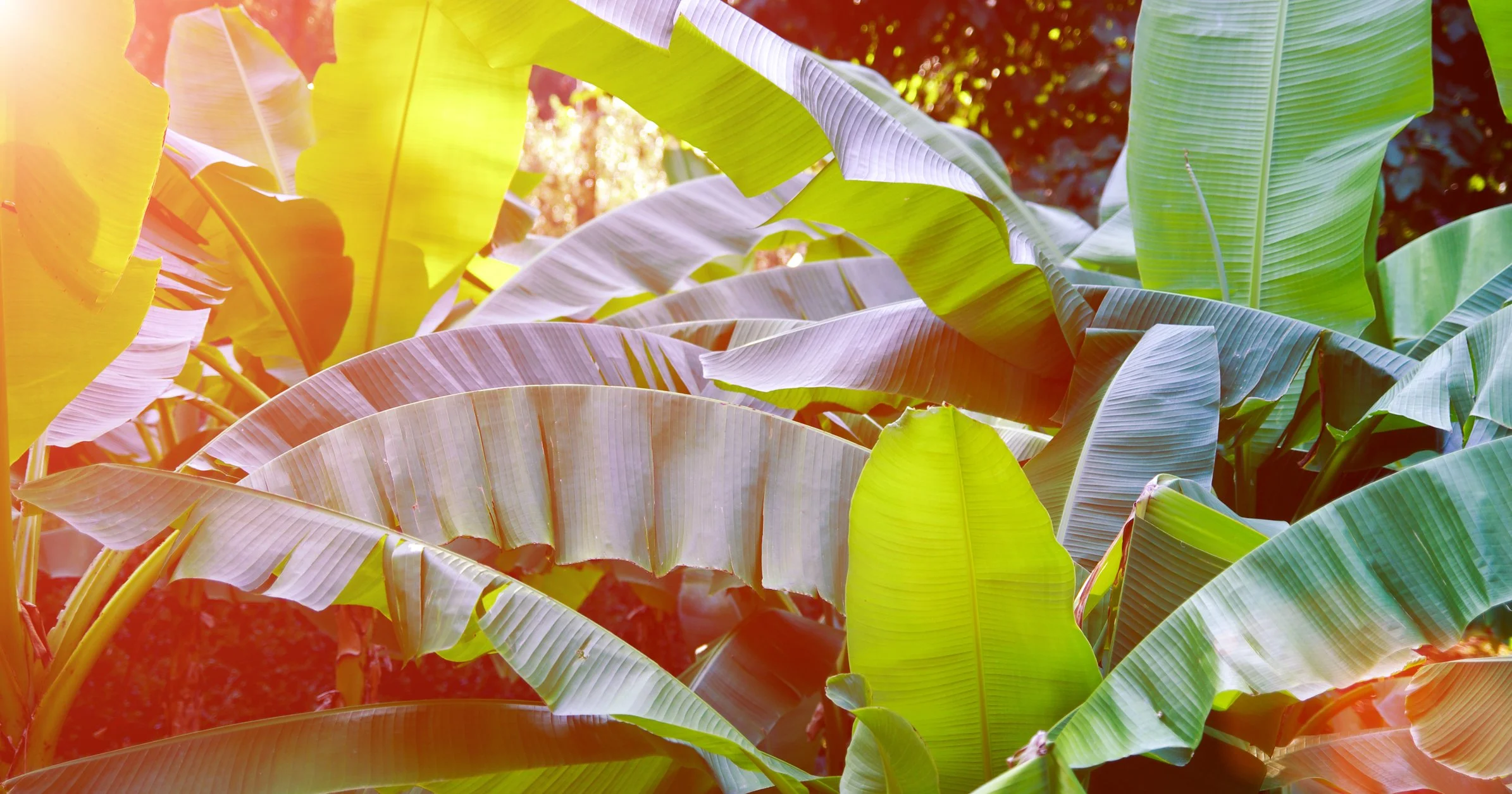 Banana leaves with sunlight filtering through