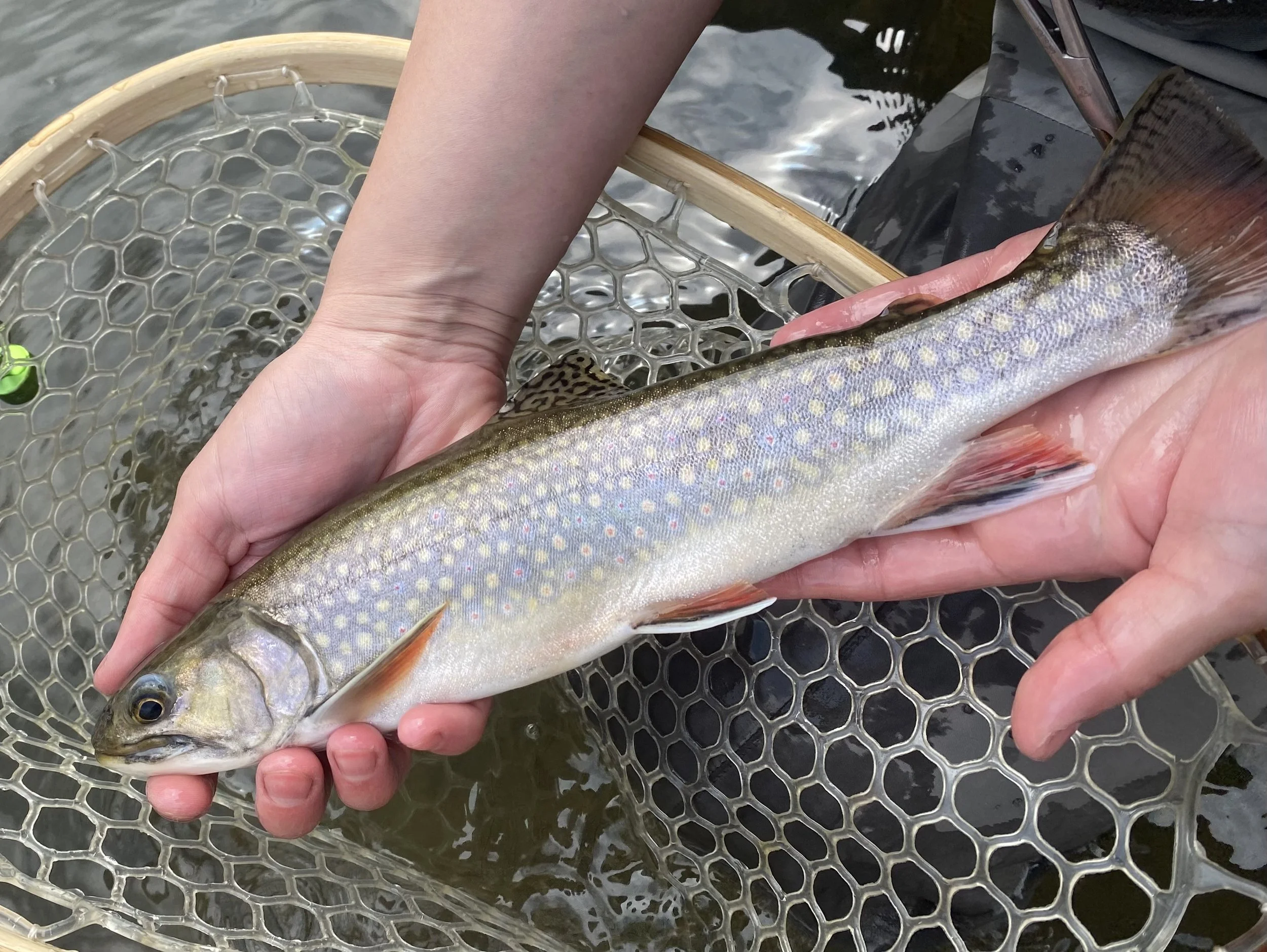 pennsylvania brook trout guide