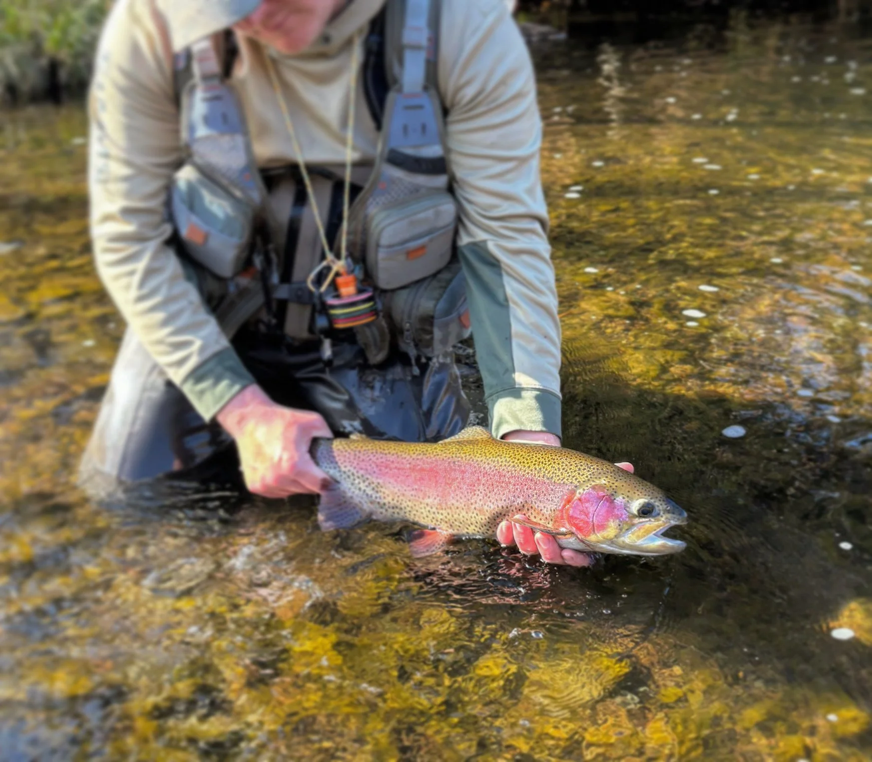 pennsylvania rainbow trout