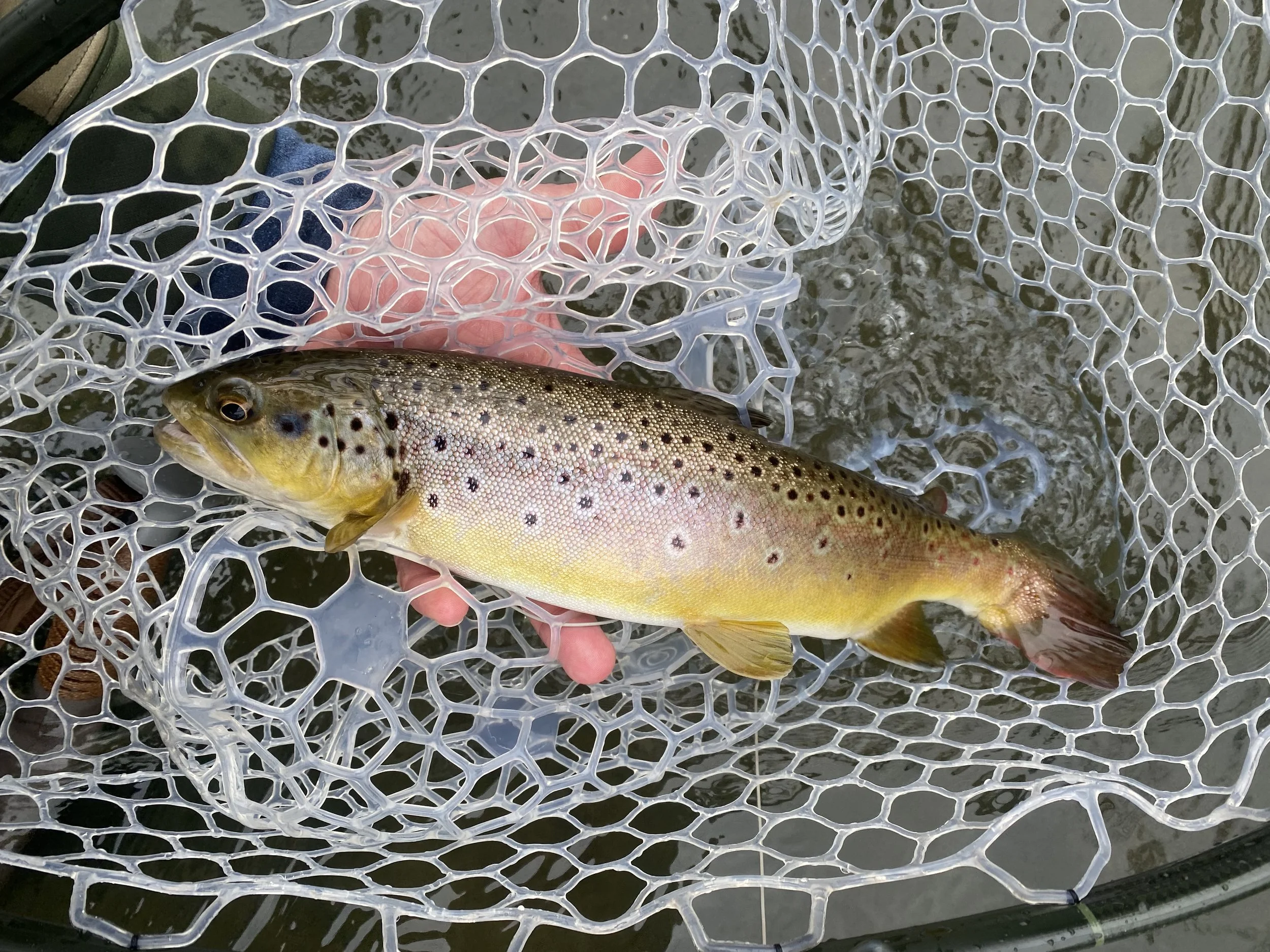 penns creek brown trout