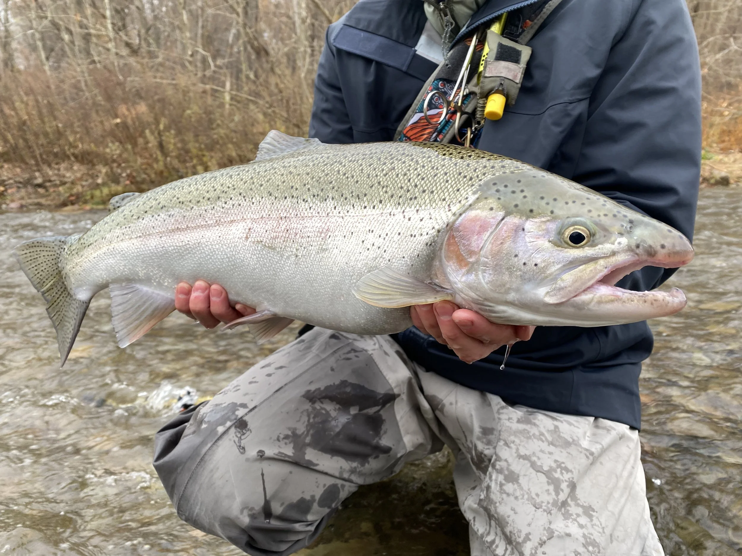Erie Steelhead fishing guide service pennsylvania fishing guides erie