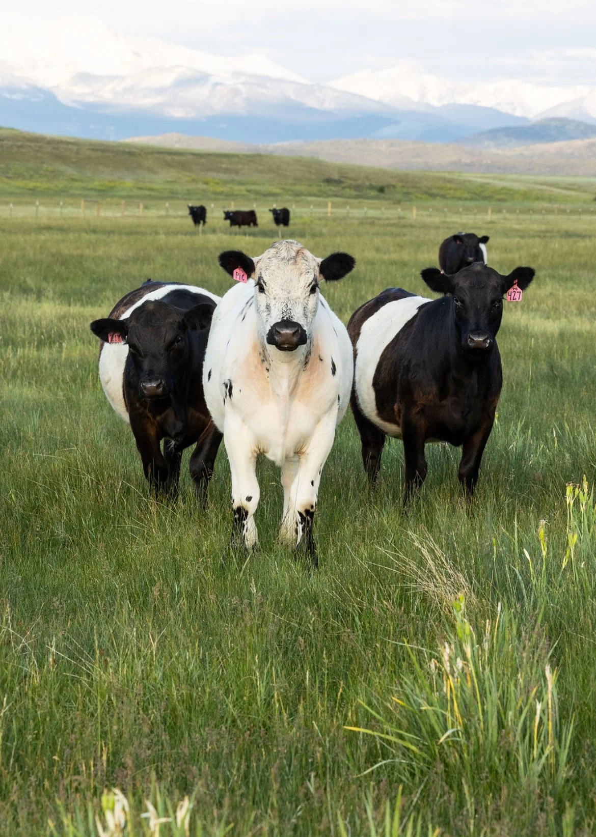 Cattle in a field at Wild Rye Livestock Co
