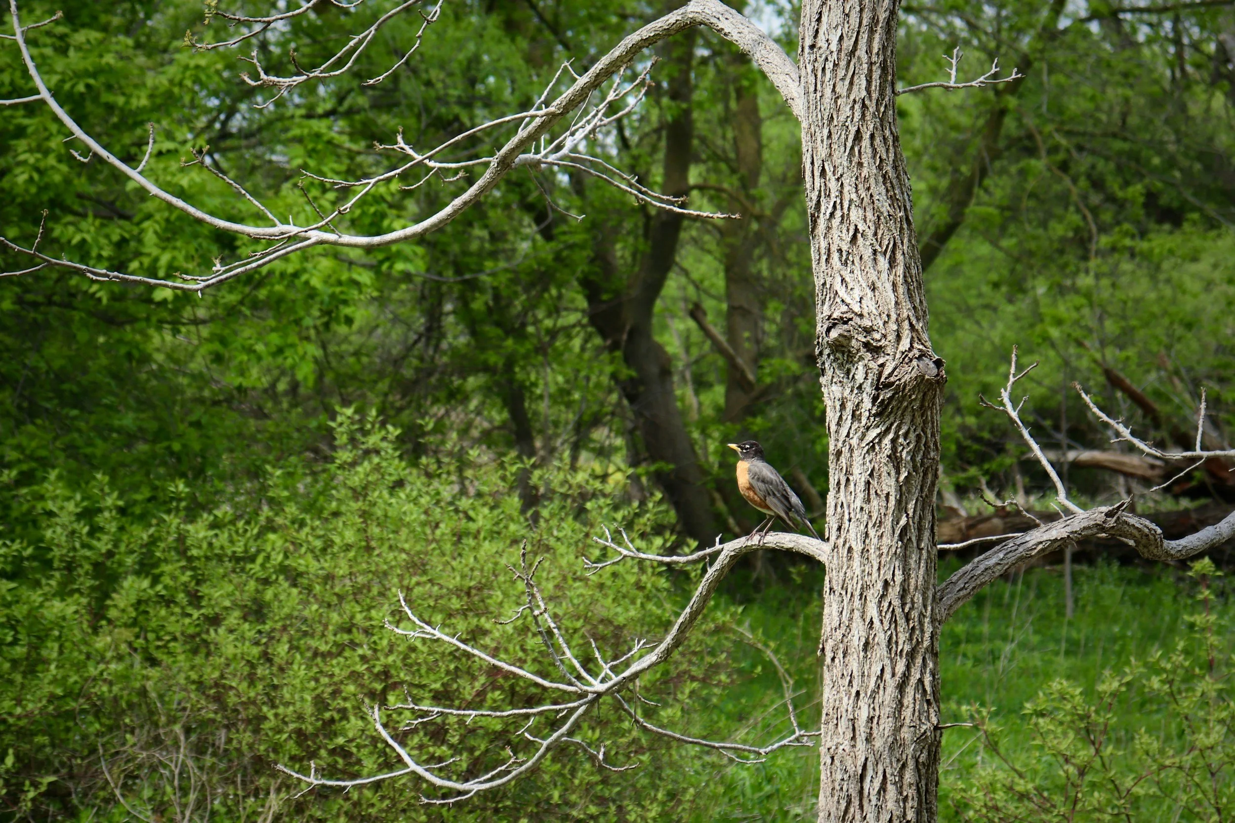 A bird perched on a tree branch in a green forest