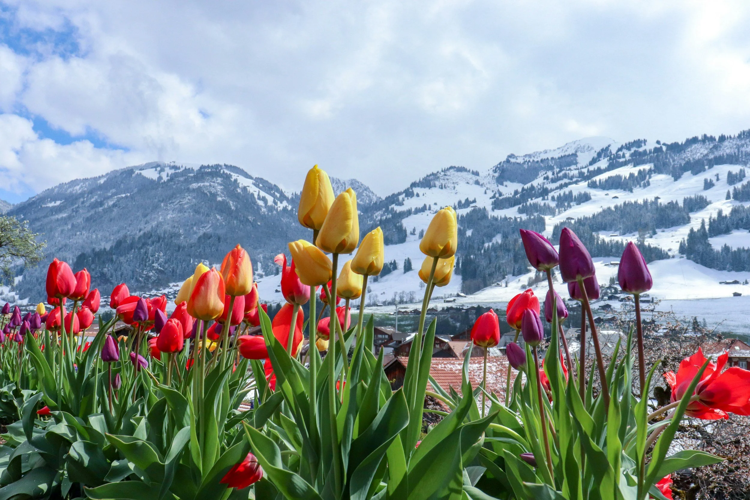 Colorful tulips in front of snow-capped mountains under a partly cloudy sky.
