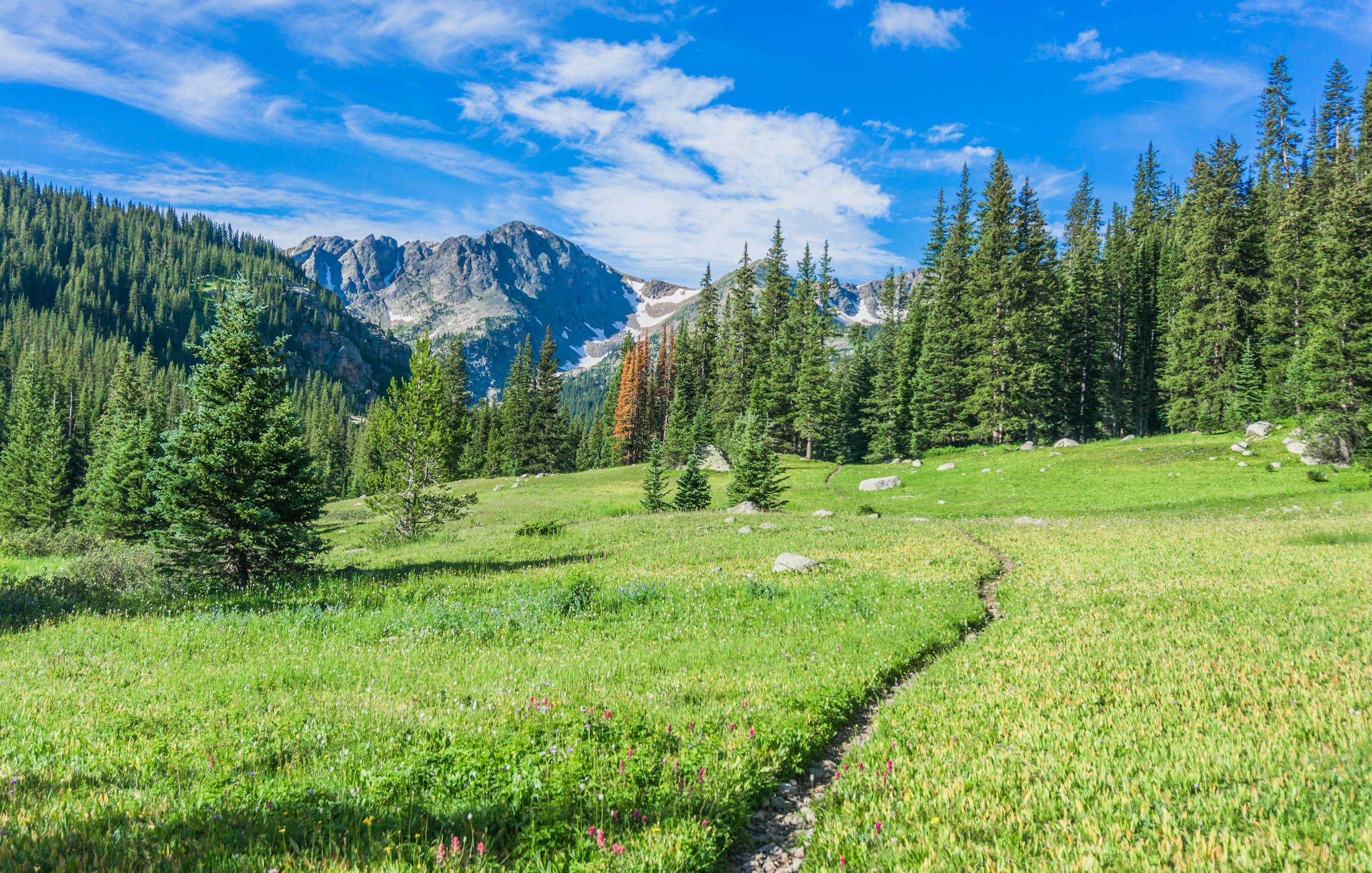 A lush green meadow with a small dirt trail, surrounded by tall pine trees, with snow-capped mountain peaks in the background under a partly cloudy blue sky.