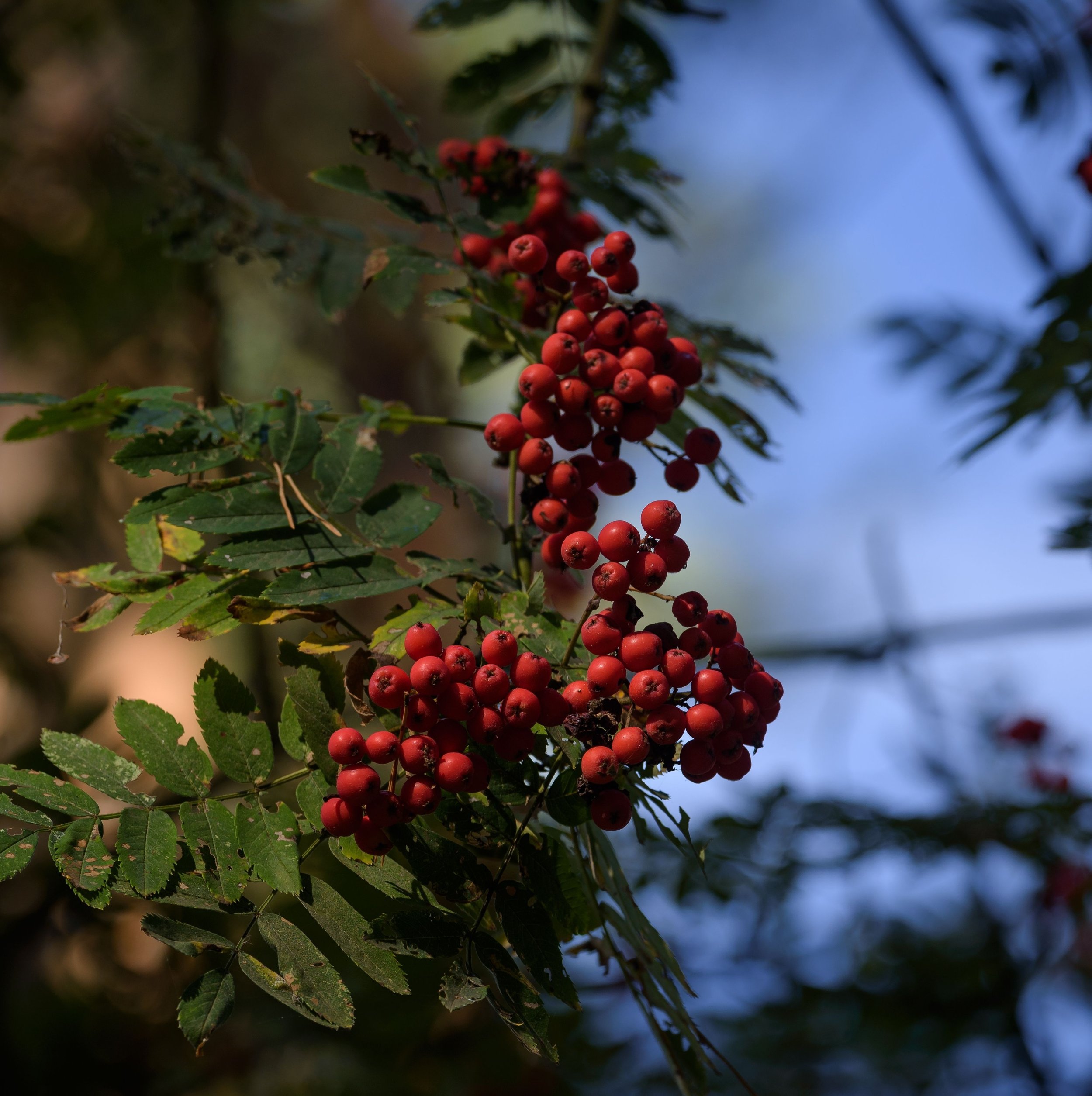 The Red Fruit in a Green Canopy: What We See, What We Don’t