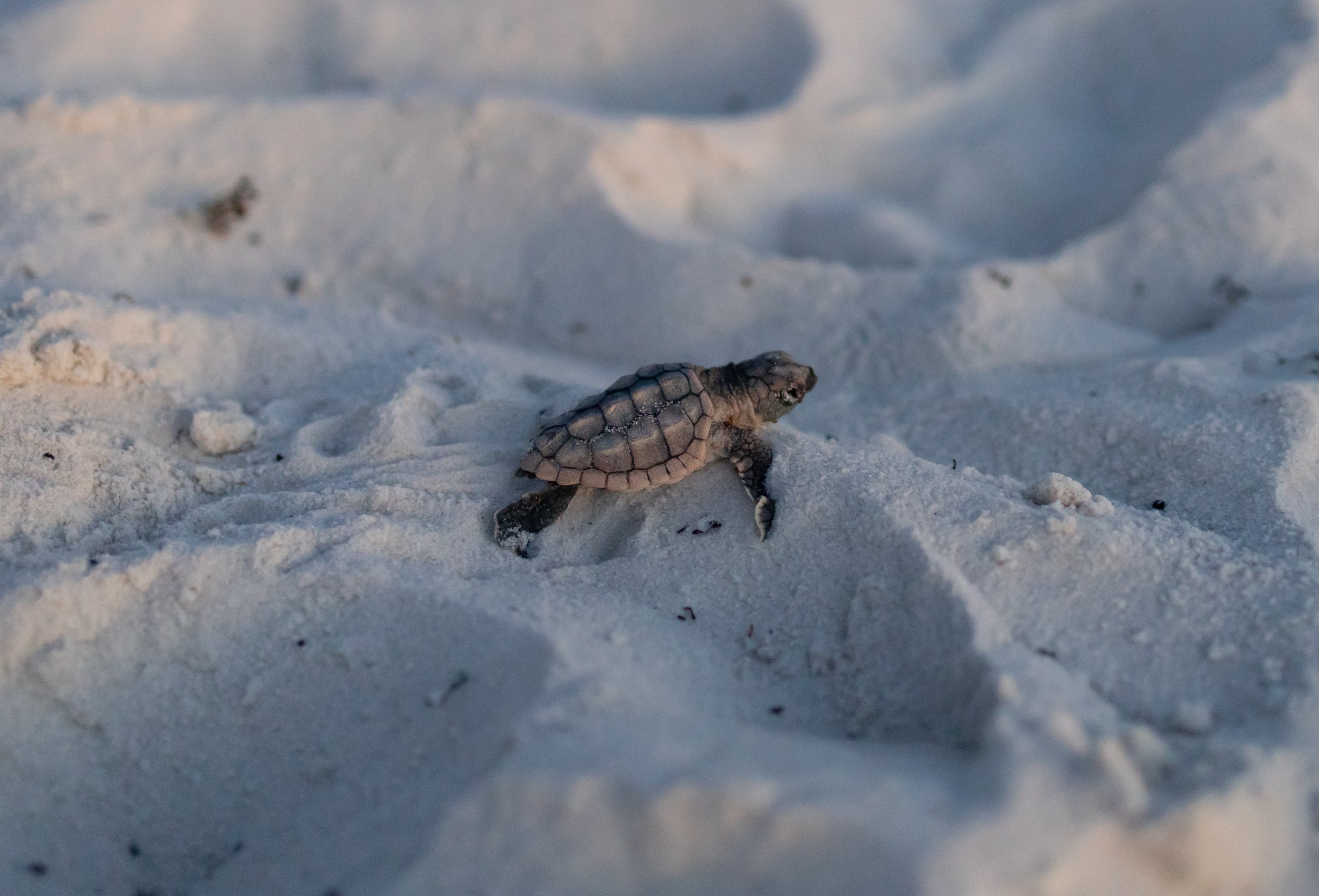 Sea Turtles on Cape San Blas