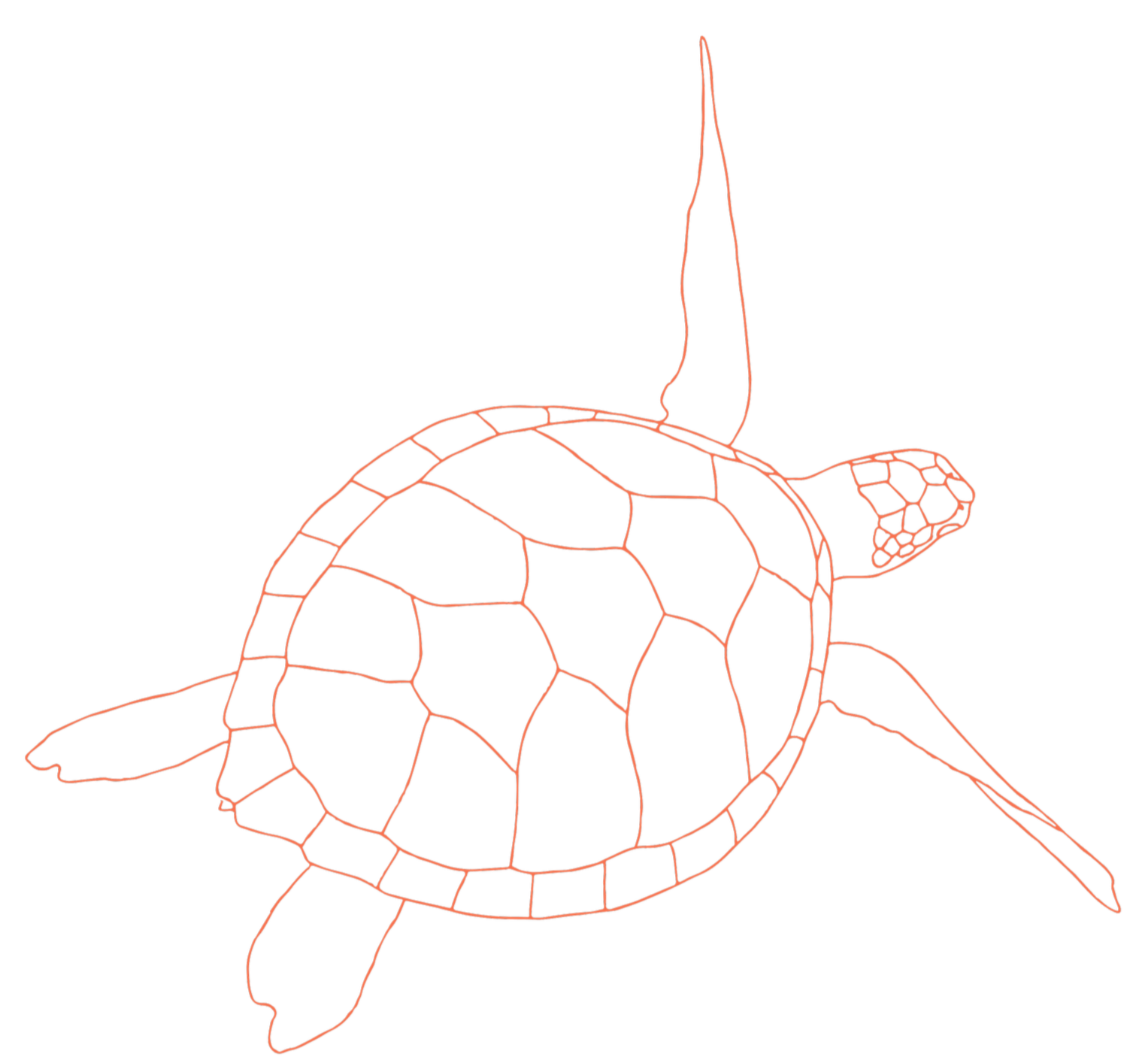 Outline illustration of a sea turtle with detailed shell, head, and flippers, drawn with orange lines on a black background.