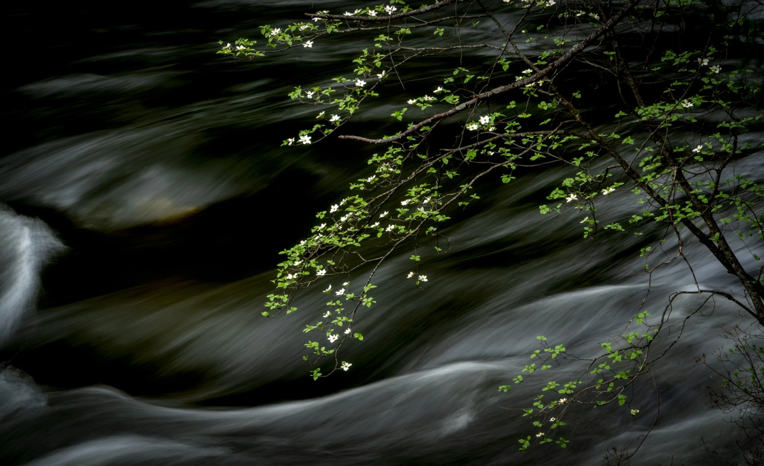 f/8 and Be There: Dogwoods at Pohono Bridge, Yosemite