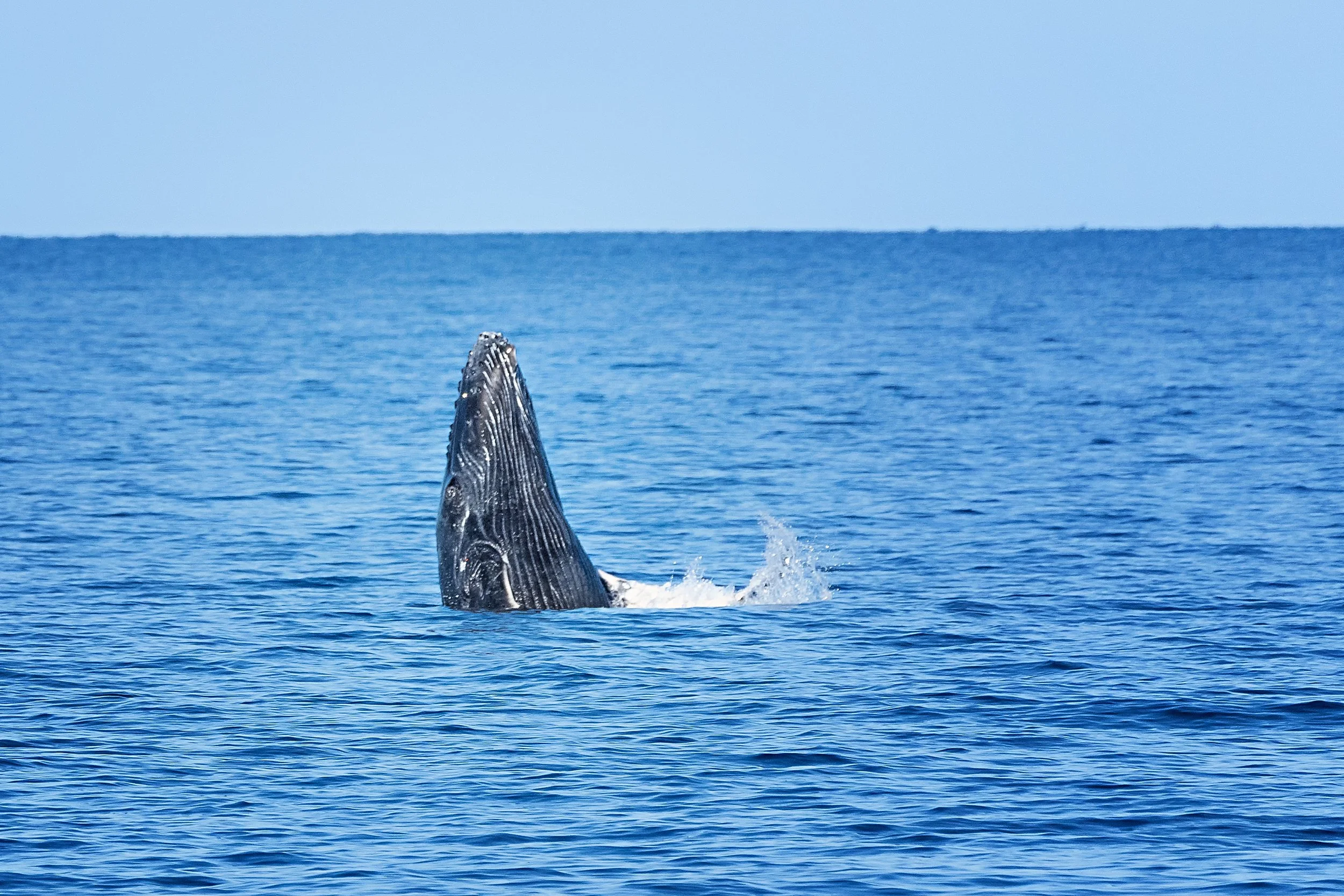 Humpback Spyhopping