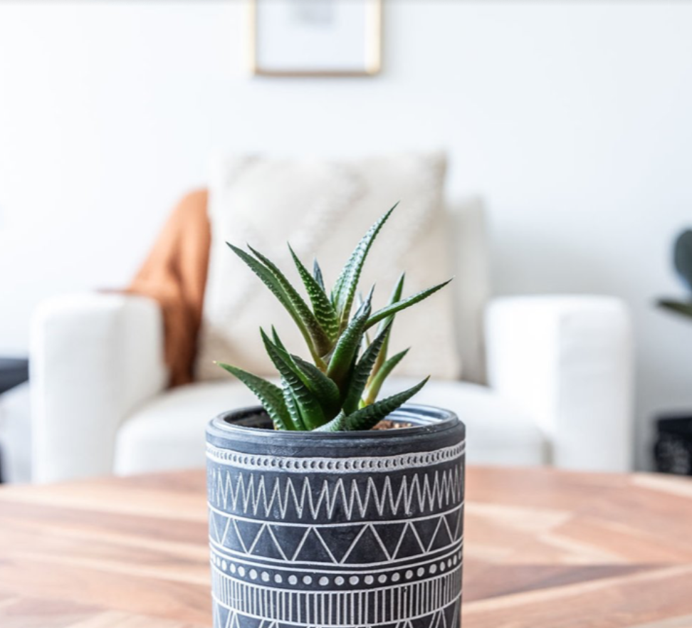 A potted succulent plant on a wooden table in a living room, with a white armchair and cushions in the background.
