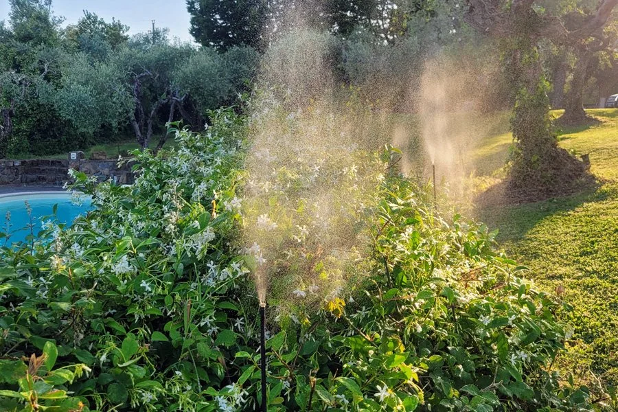 Giardino con piante verdi e fiori bianchi, vicino a una piscina, con acqua che spruzza da un getto d'acqua, sullo sfondo alberi e erba, al tramonto.