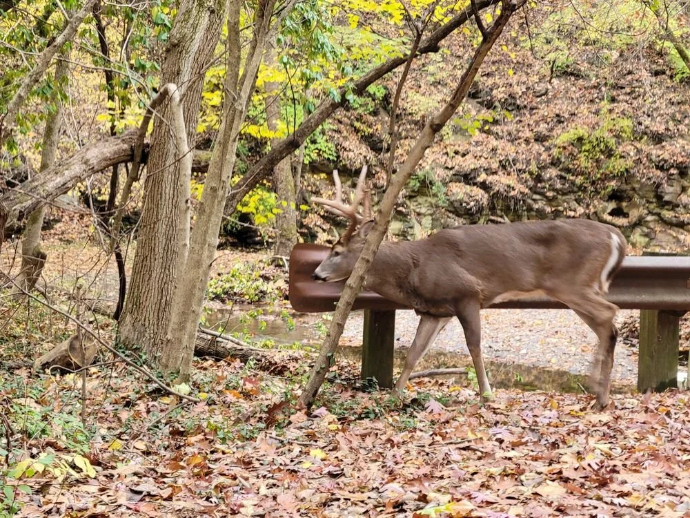 overbrook.jpg