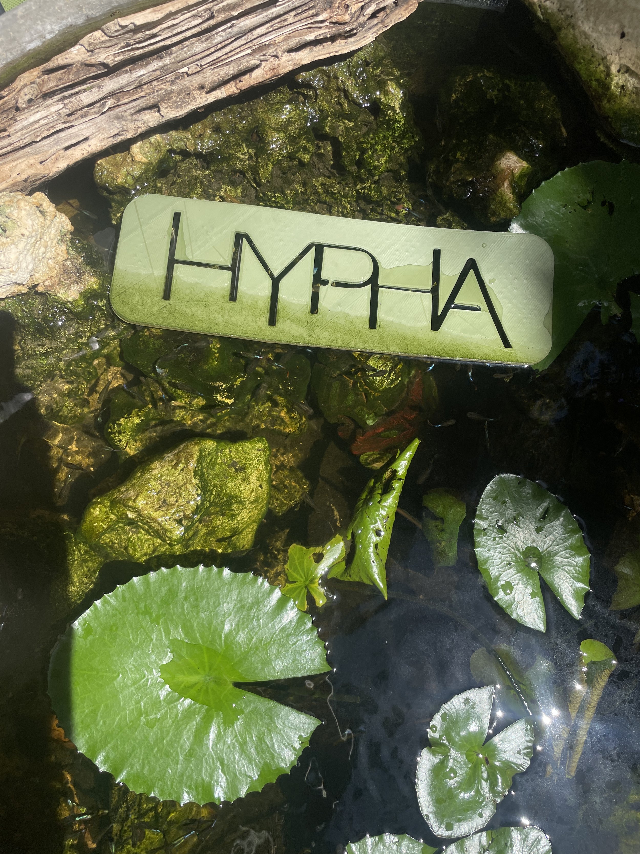 Hypha Inc Marketing Agency and Creative Studio Lab, Tulum. A small pond with water lilies and moss-covered rocks, featuring a rectangular sign with the word "HYPHA" written in black on a green background placed among the plants.
