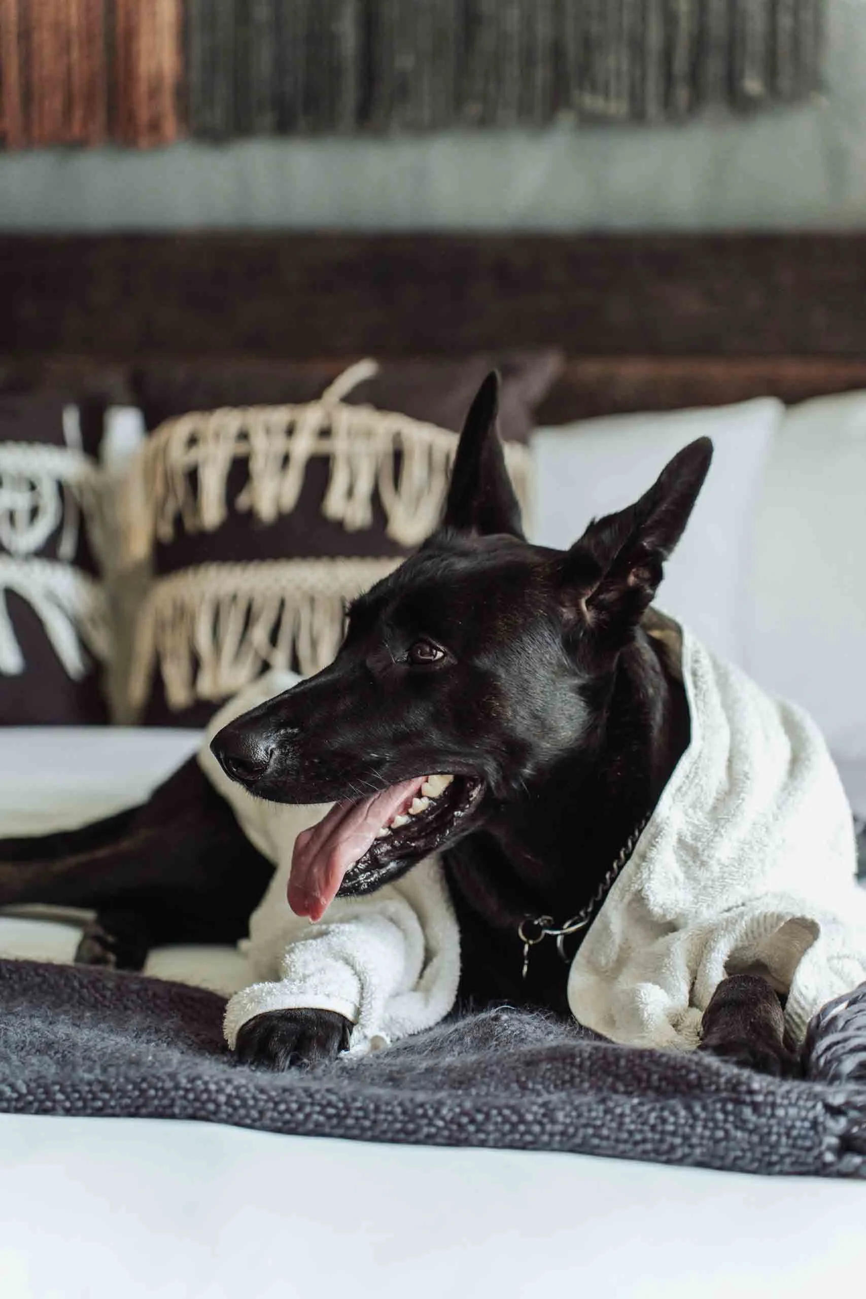 dutch Shepard dog chilling at a home in Tulum Beach, Professional Dog Photography portraits