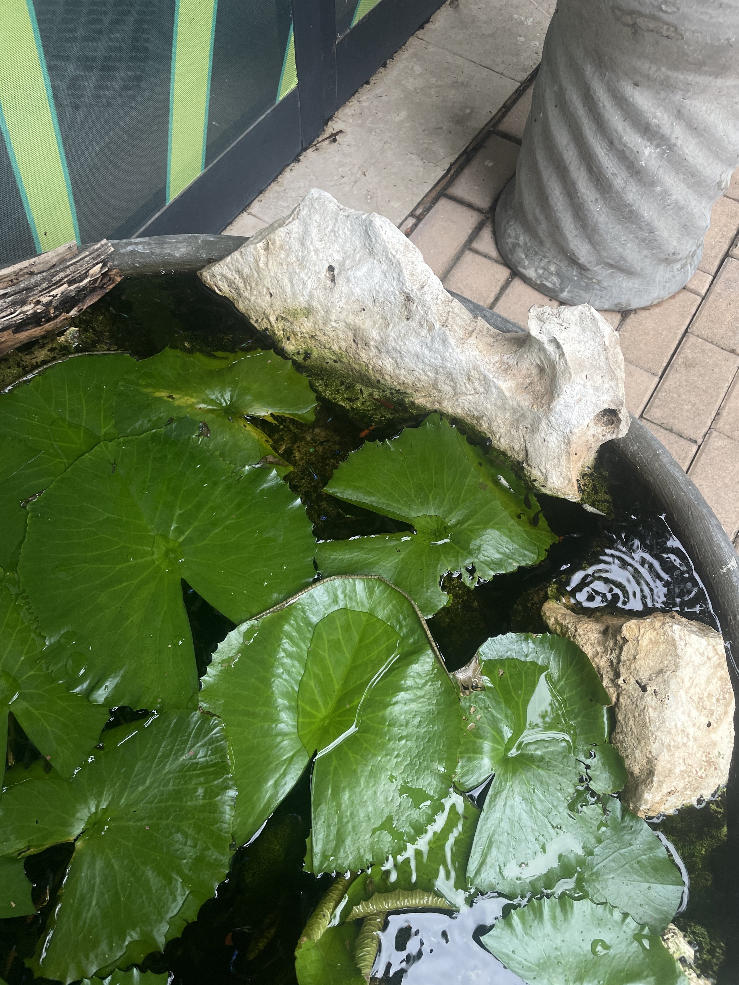 Close-up of a small pond with large green lily pads, rocks, and part of a sidewalk and a decorative column in the background.