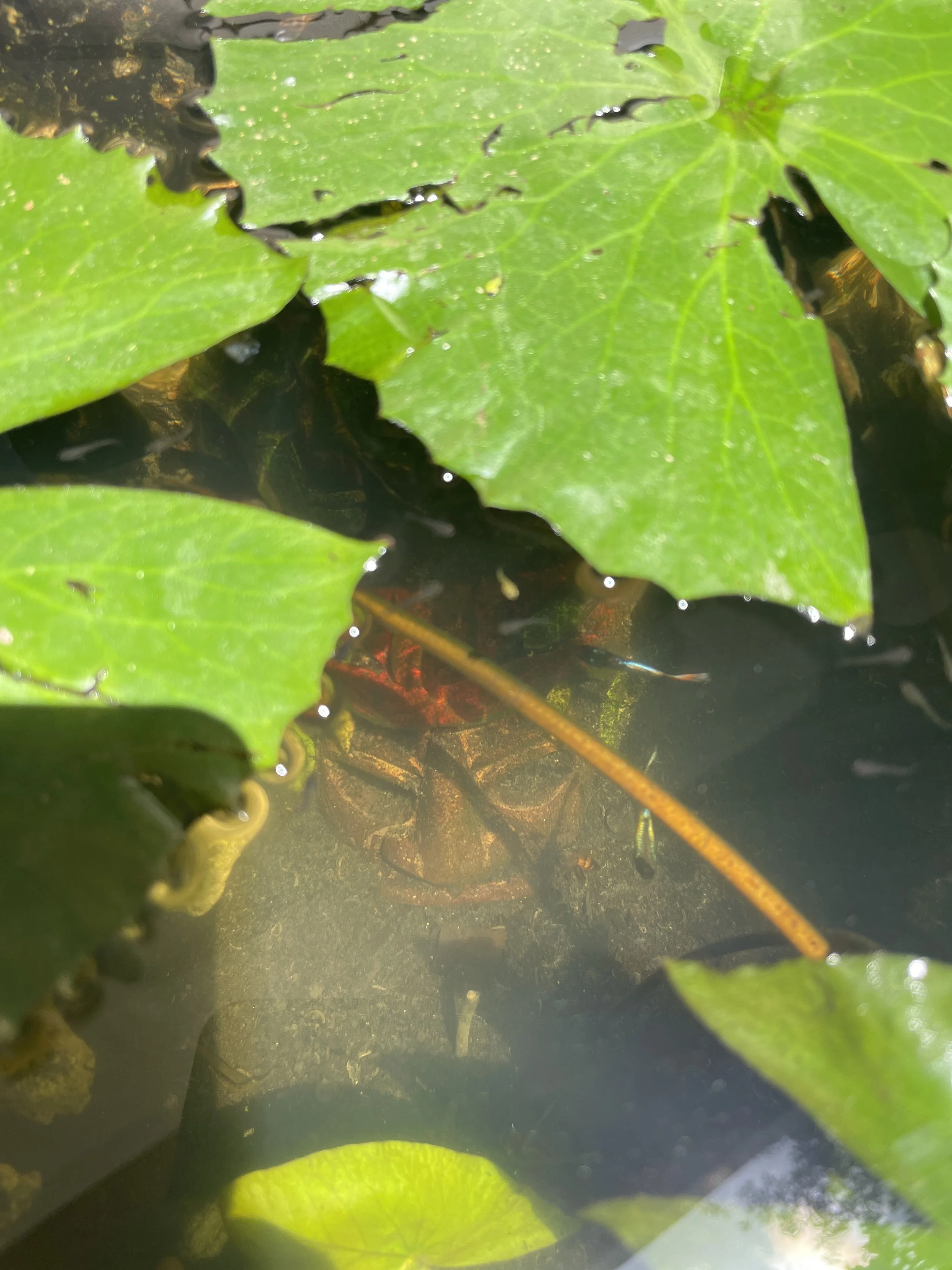 Close-up of green lily pads on the water with a mayan totem mask visible underneath. Hypha Inc Marketing Agency and Creative Studio Lab, Tulum.